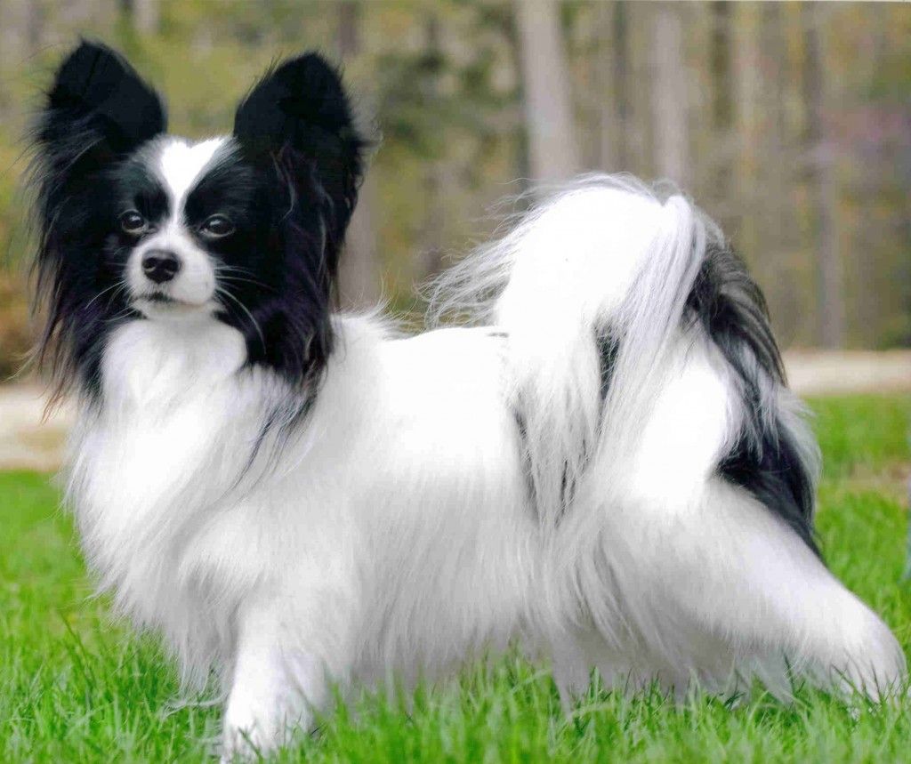 Papillon Wallpapers