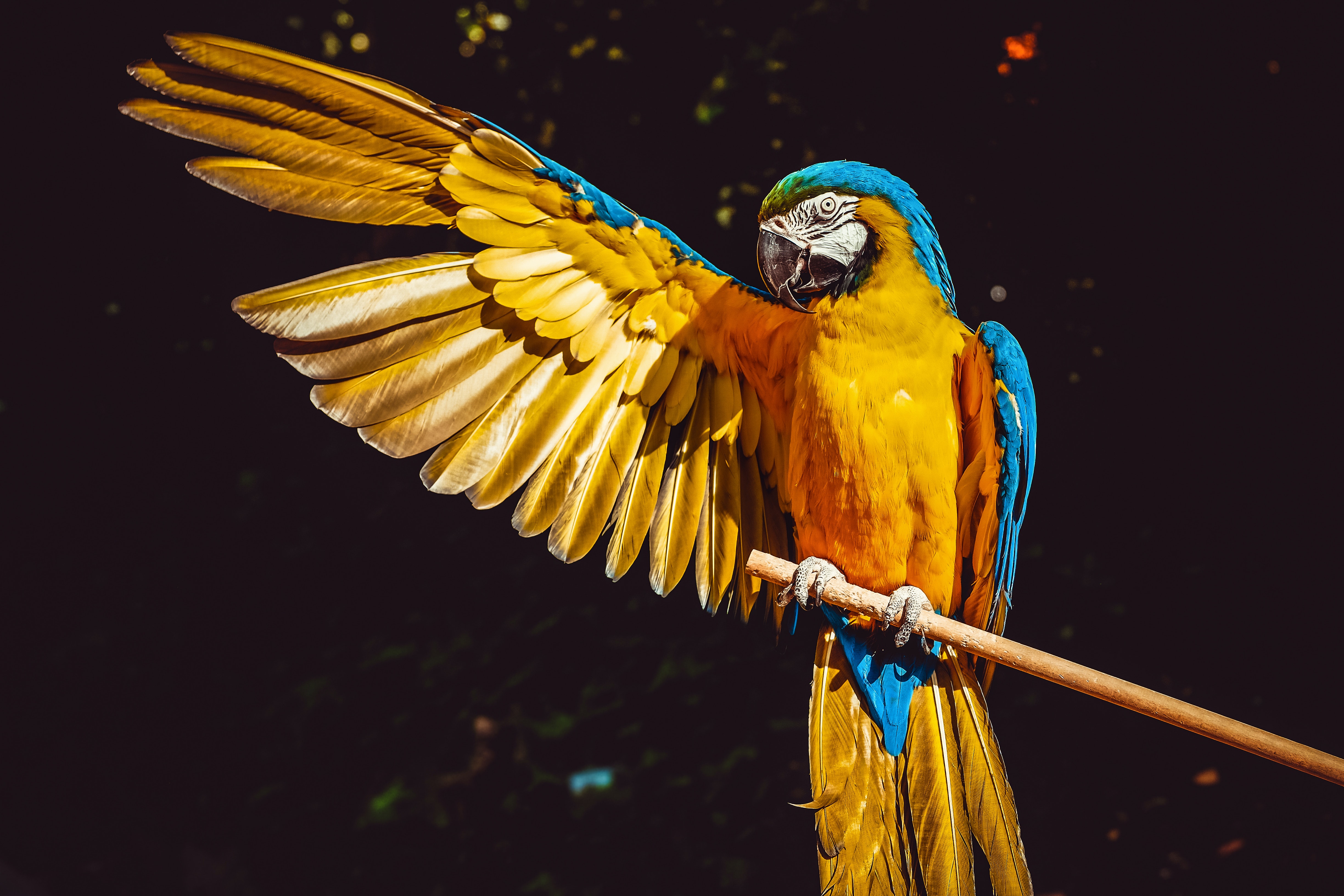 Parrot Wallpapers