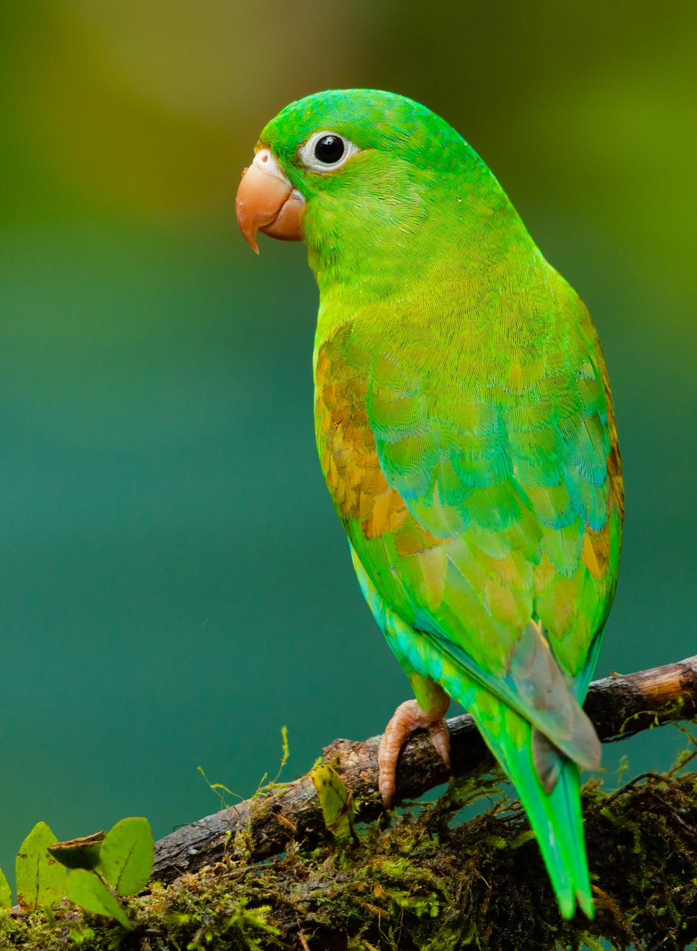 Parrot Wallpapers