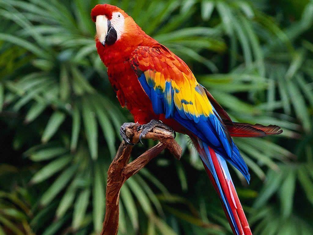 Parrot Wallpapers