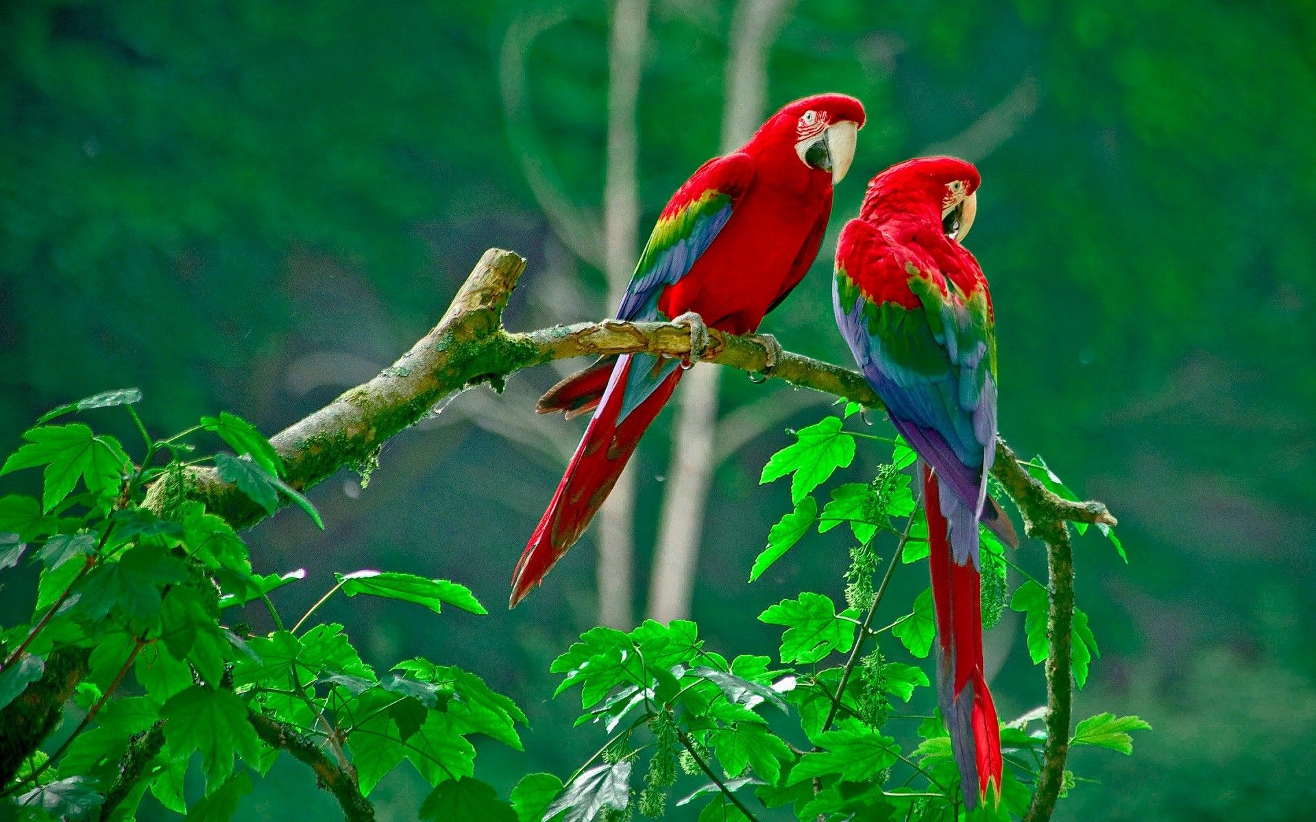 Parrot Wallpapers