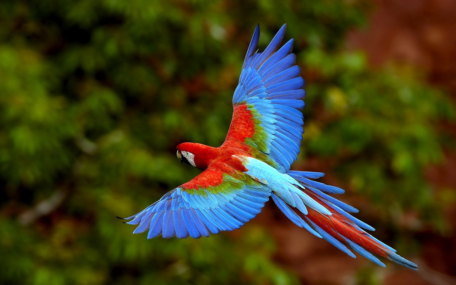 Parrot Wallpapers