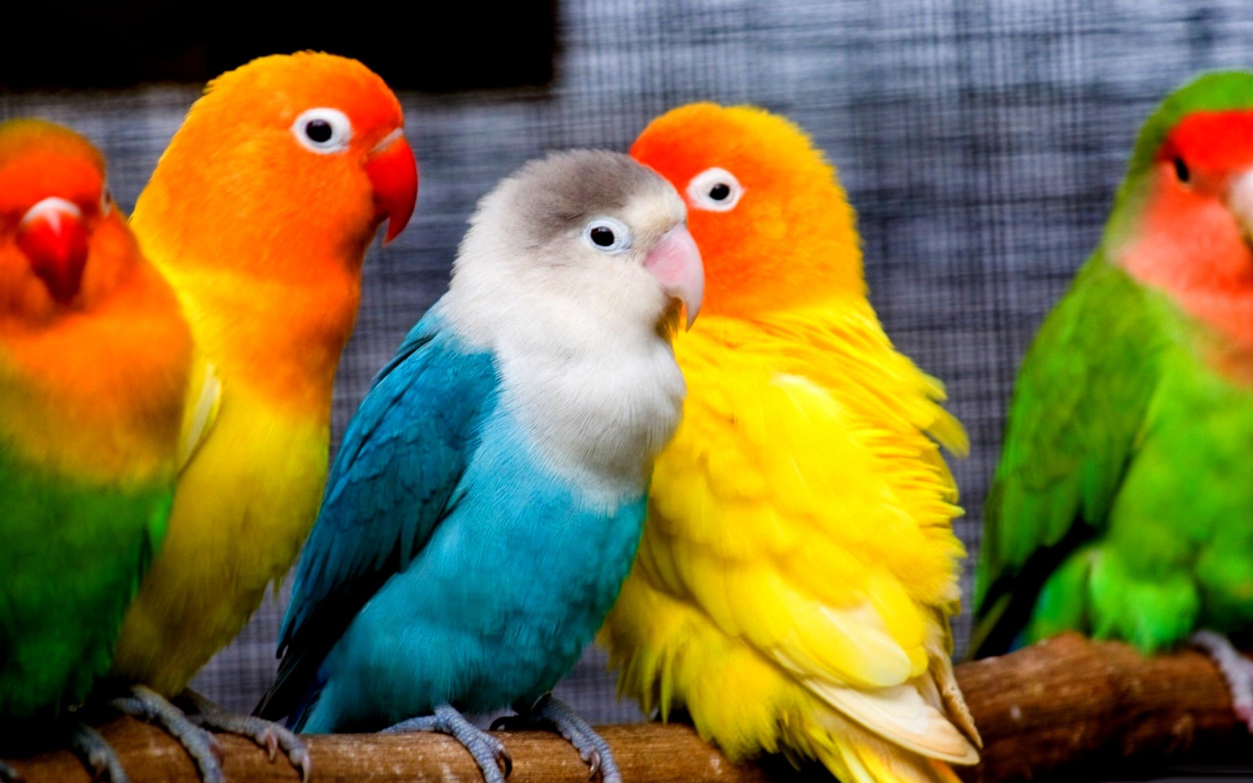 Parrot Wallpapers