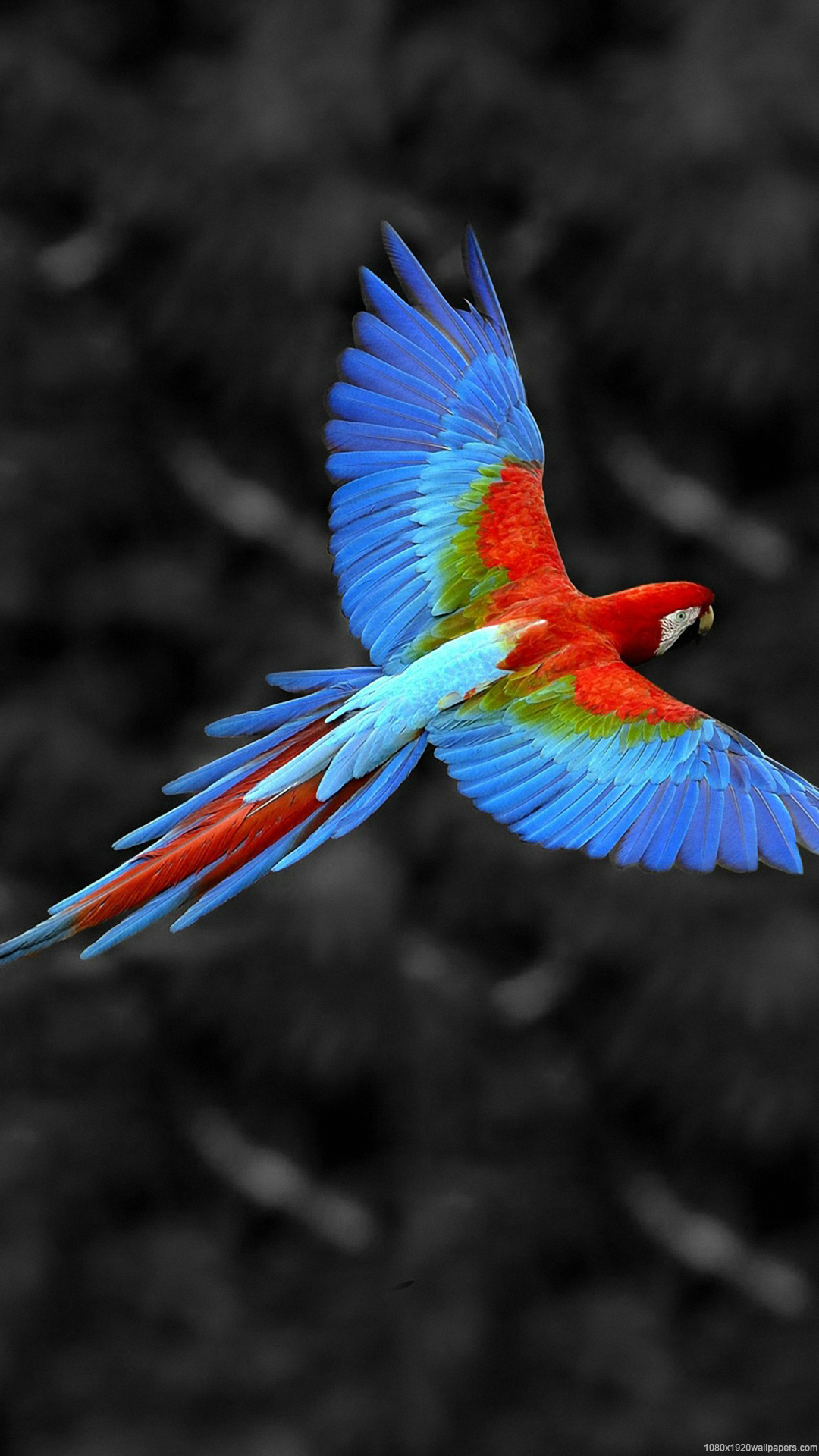 Parrot Wallpapers