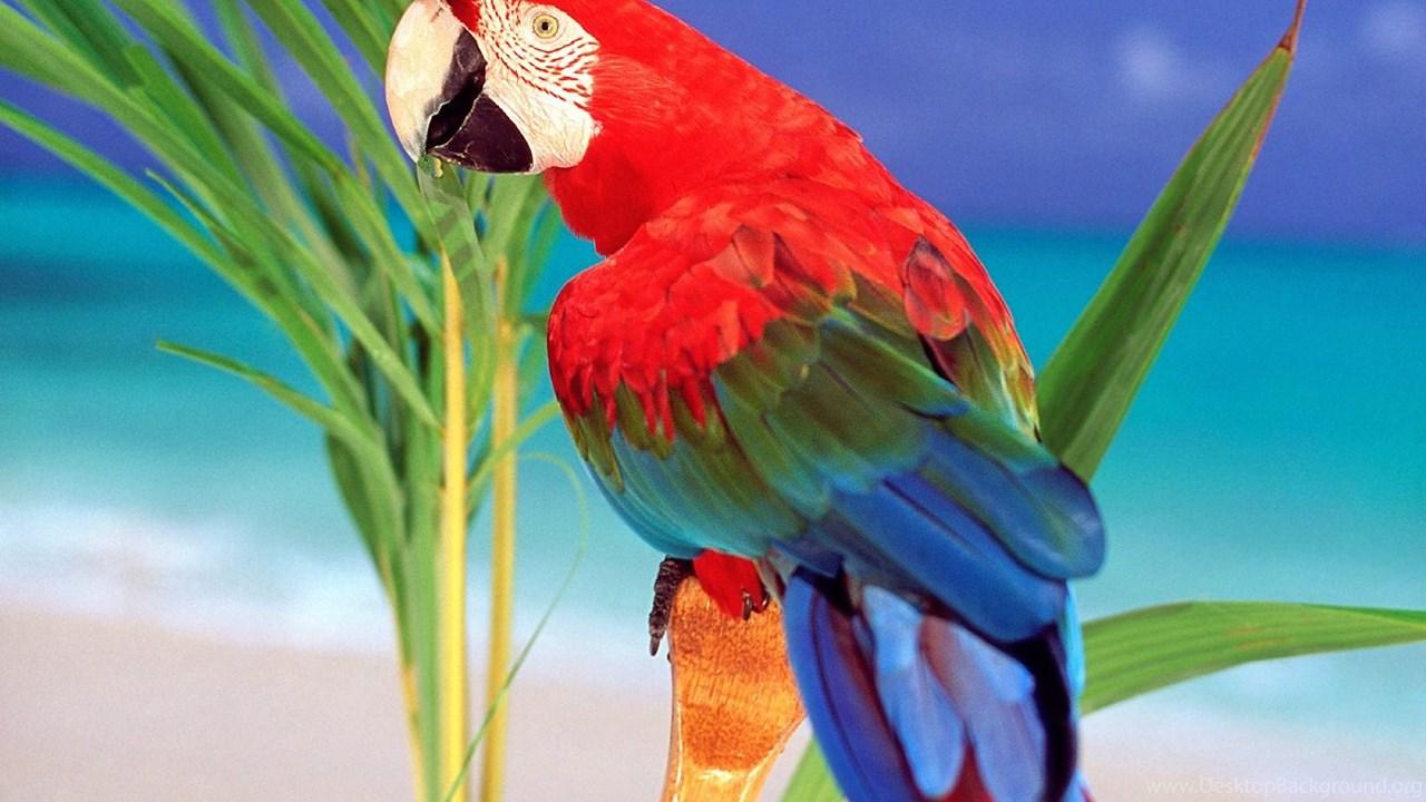 Parrot Wallpapers