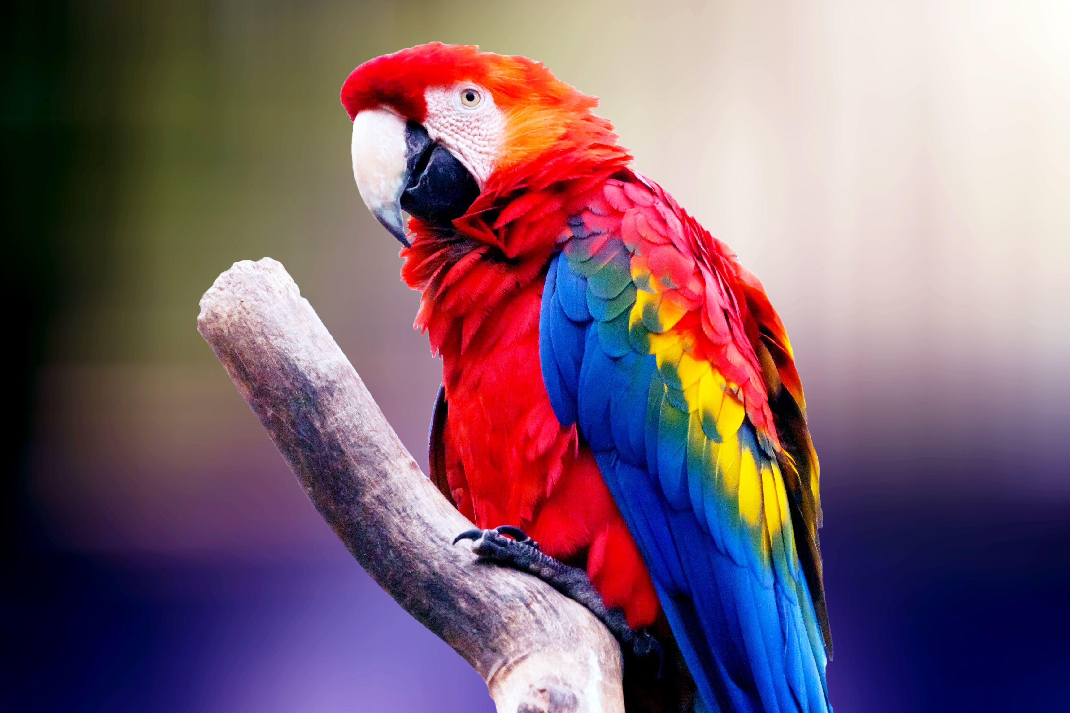 Parrot Wallpapers