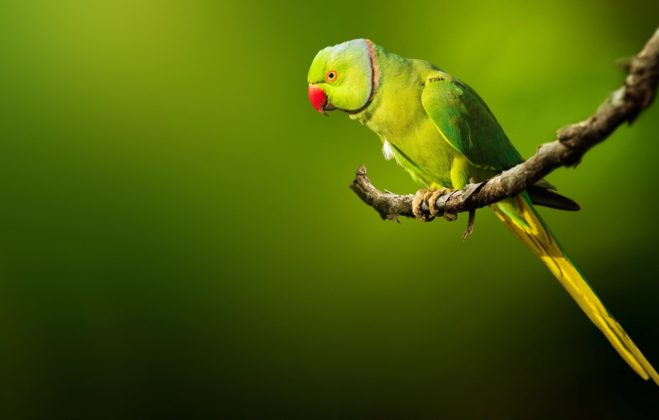 Parrot Wallpapers