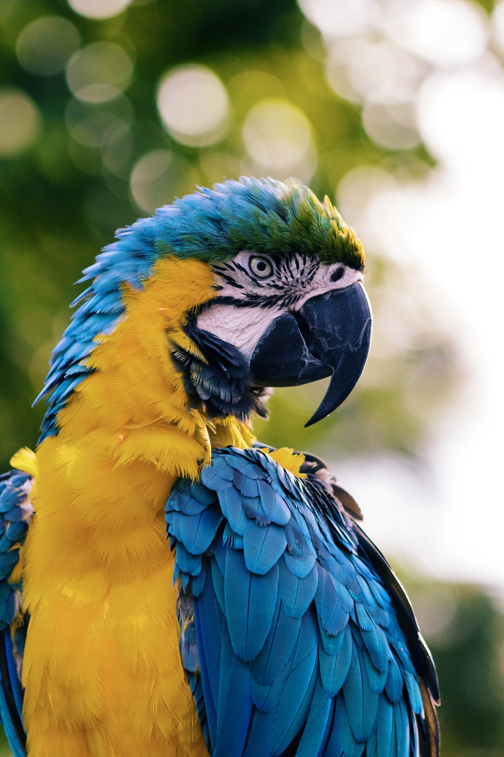 Parrot Wallpapers