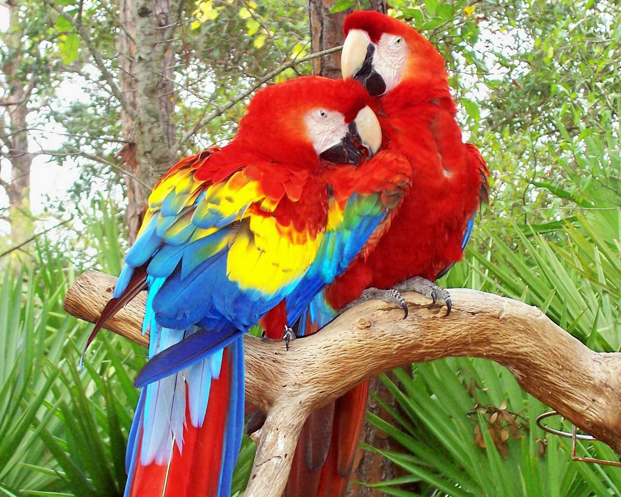 Parrot Wallpapers