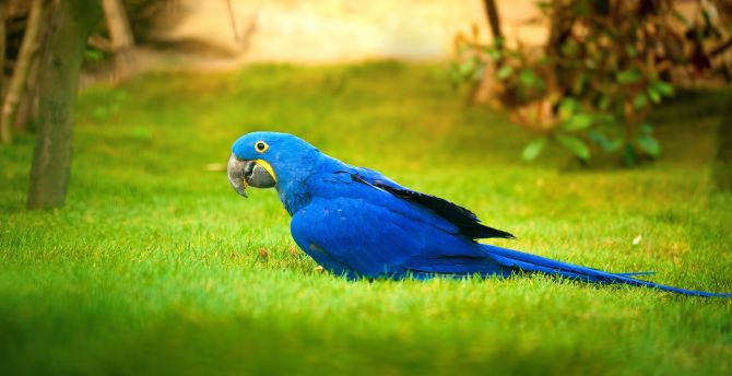 Parrot Wallpapers