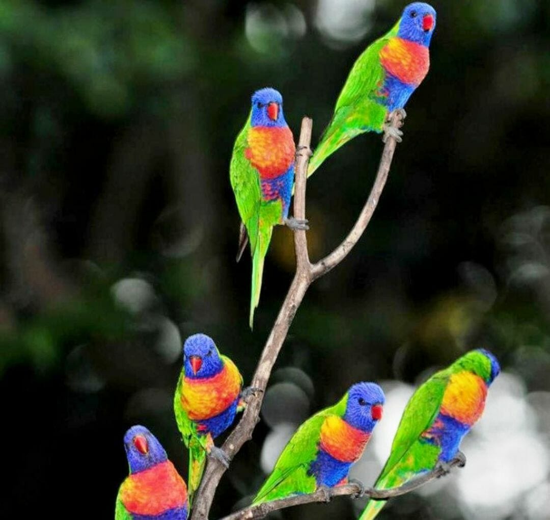 Parrot Wallpapers