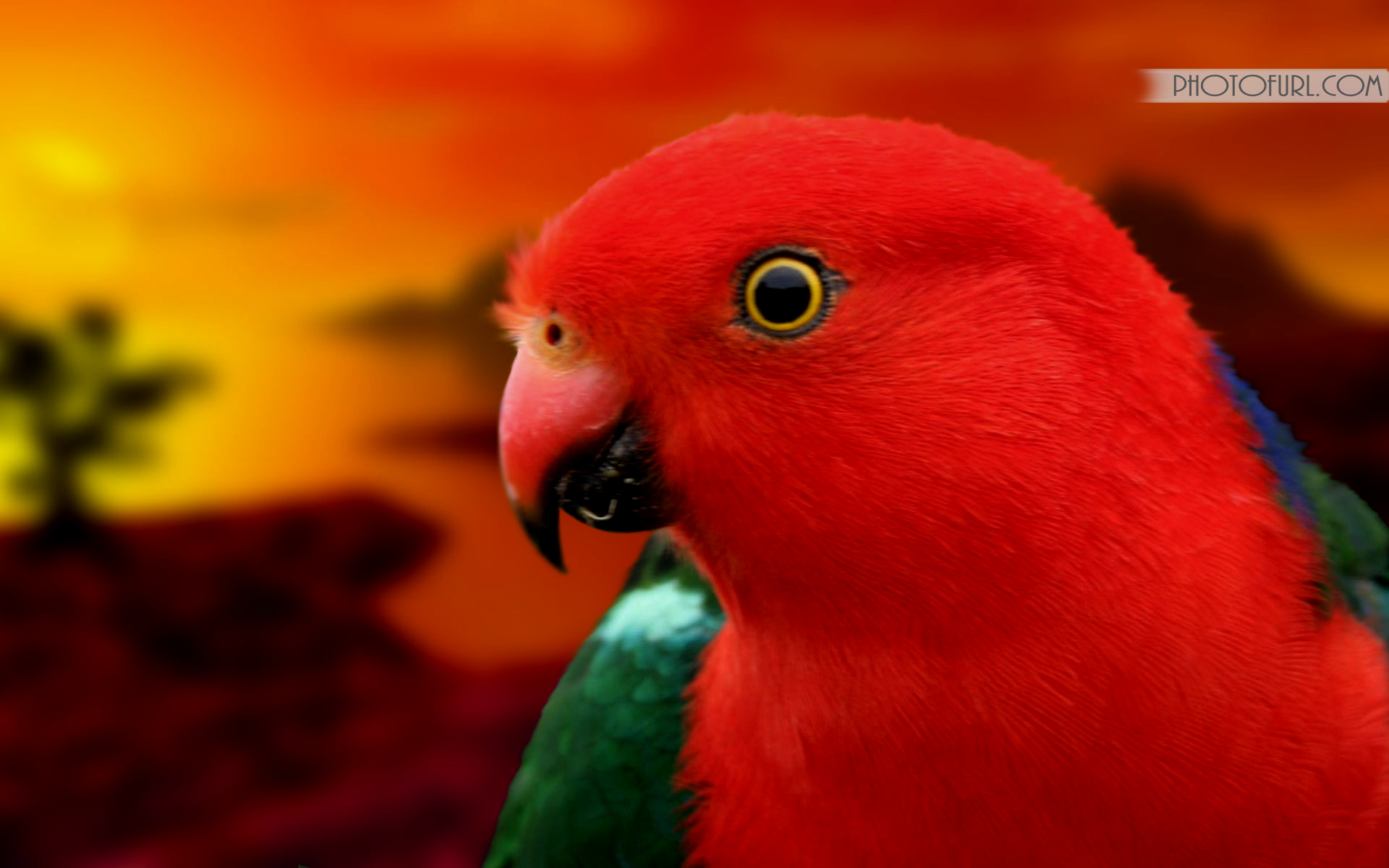 Parrot Wallpapers