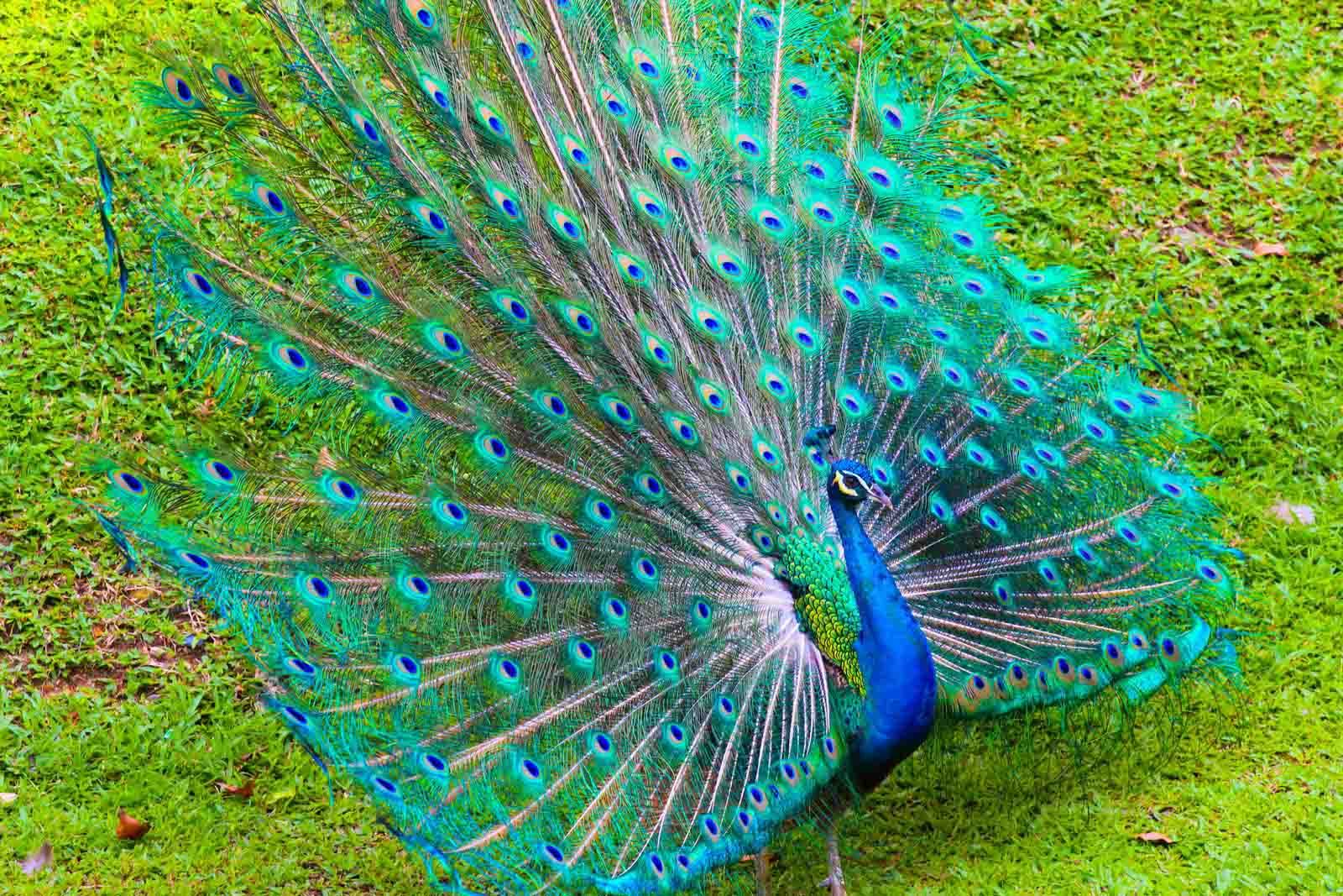 Peacock Wallpapers