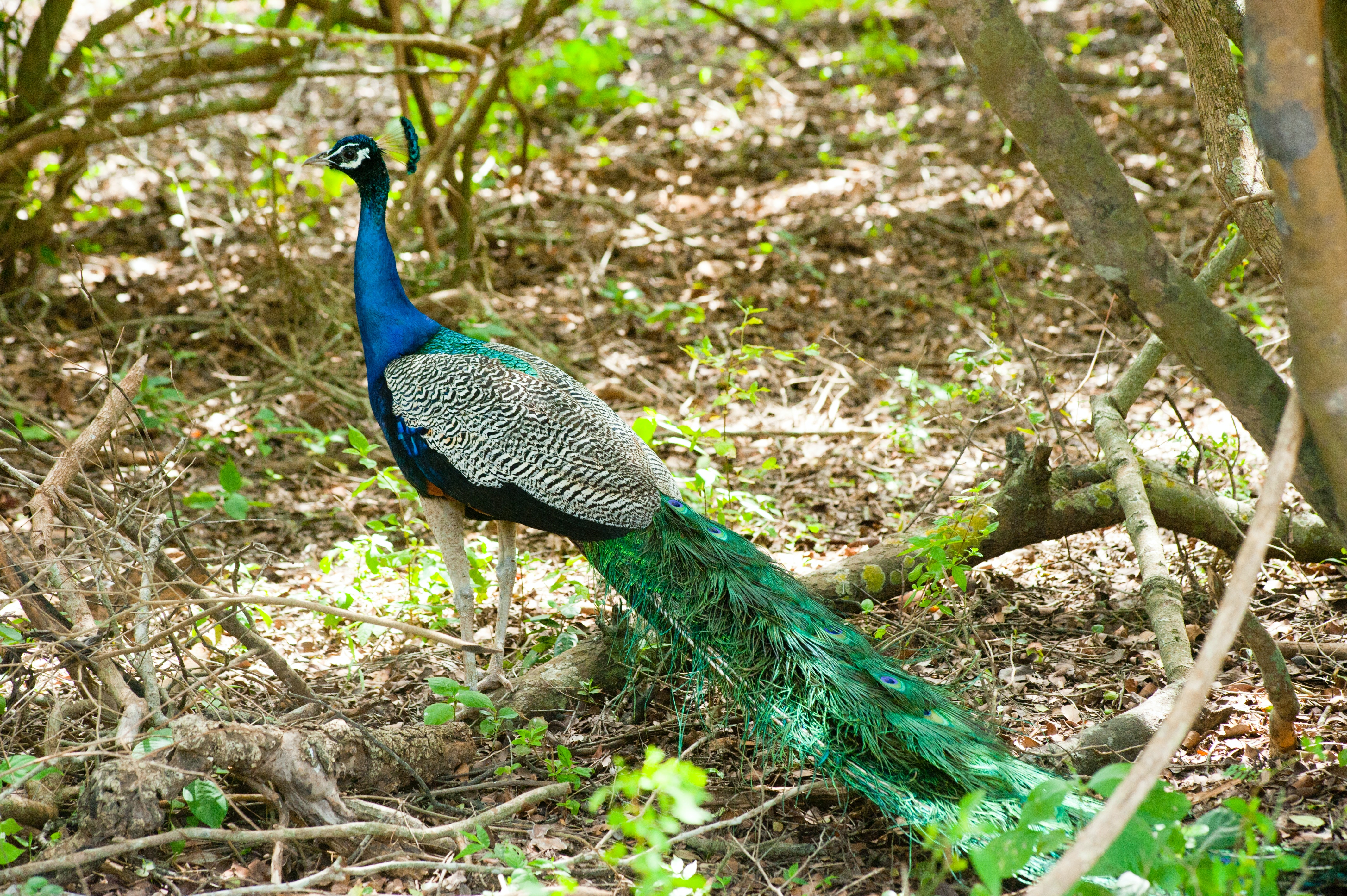 Peacock Wallpapers