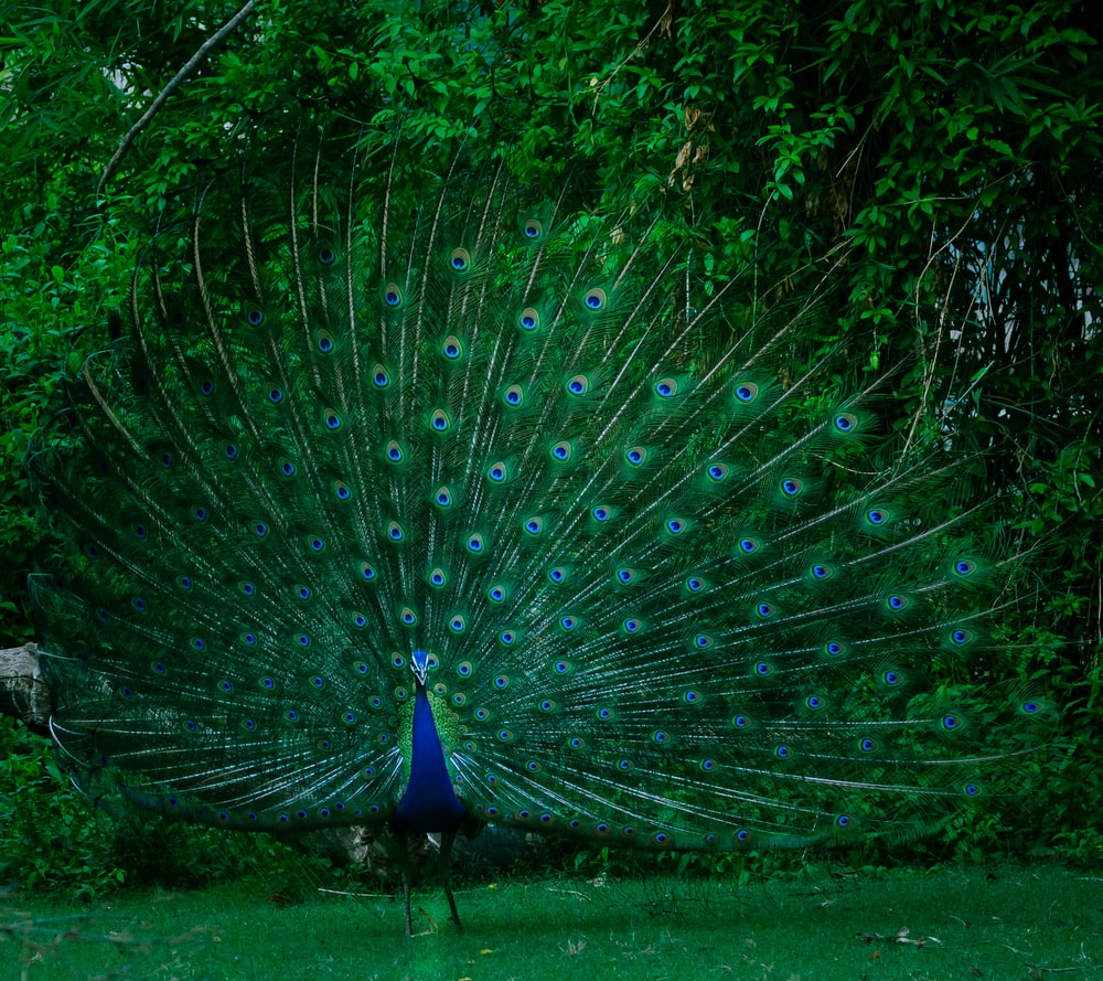 Peacock Wallpapers