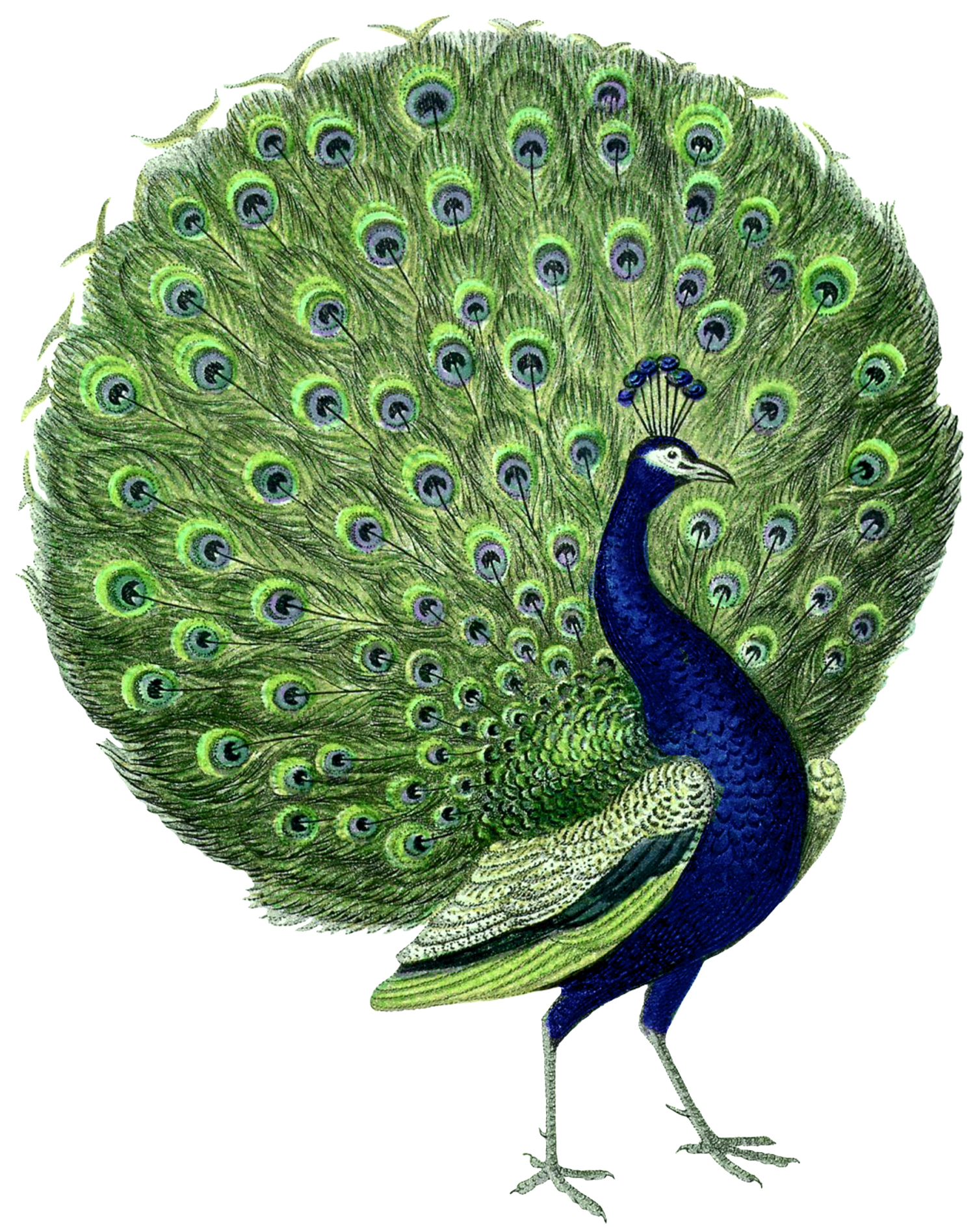 Peacock Wallpapers