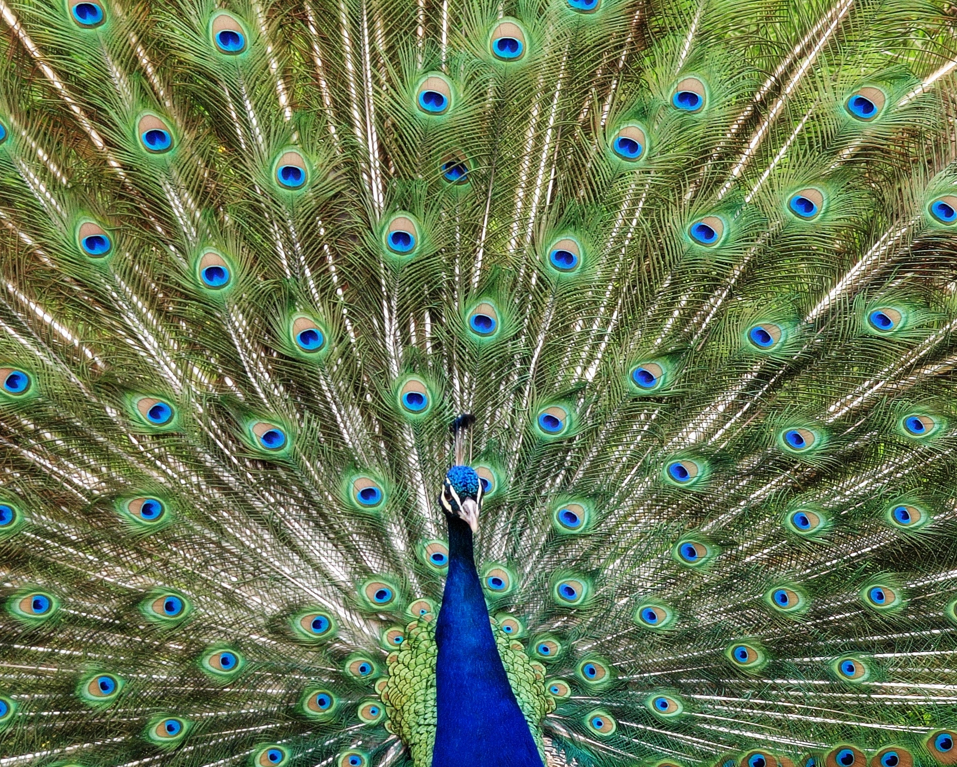 Peacock Wallpapers