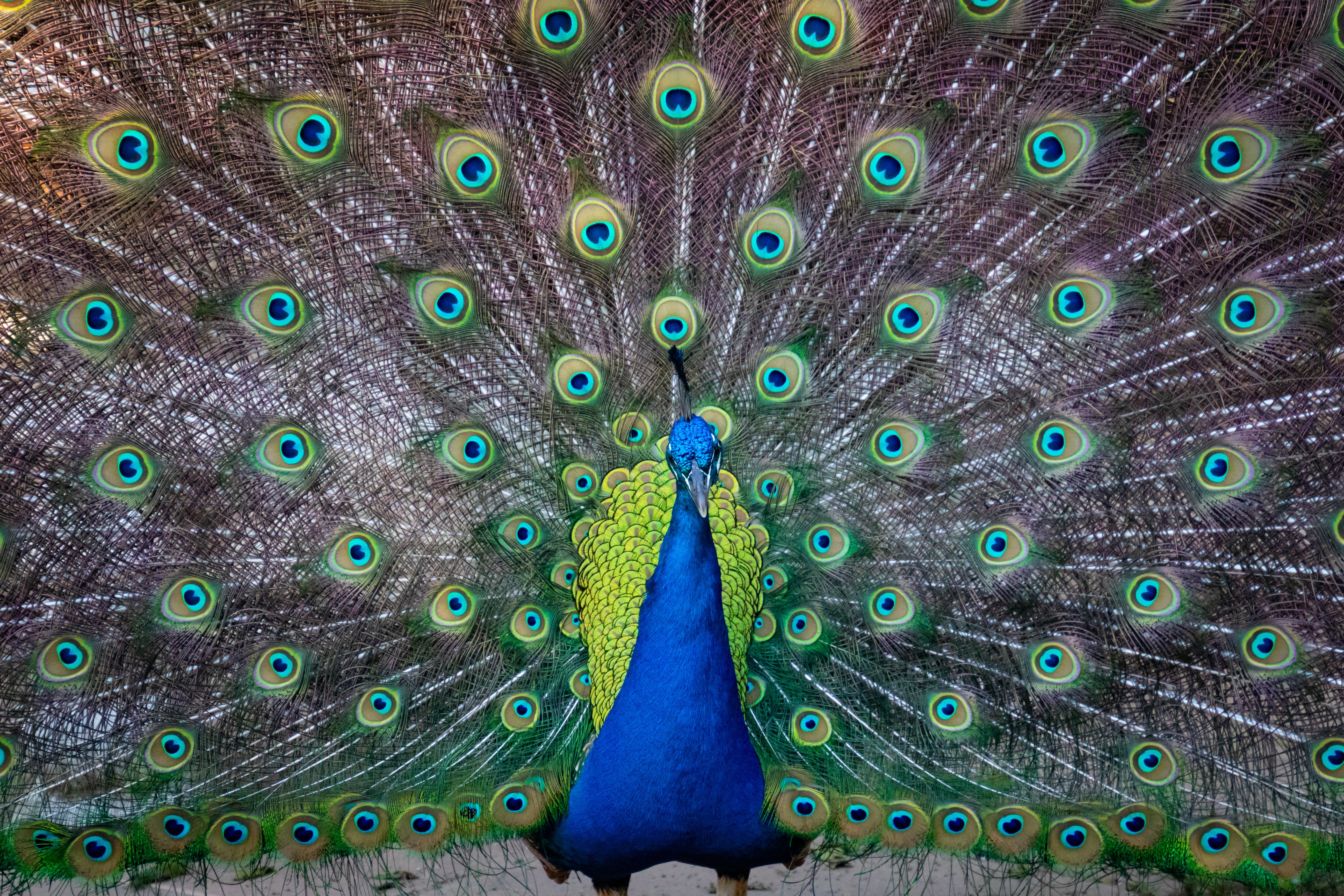 Peacock Wallpapers