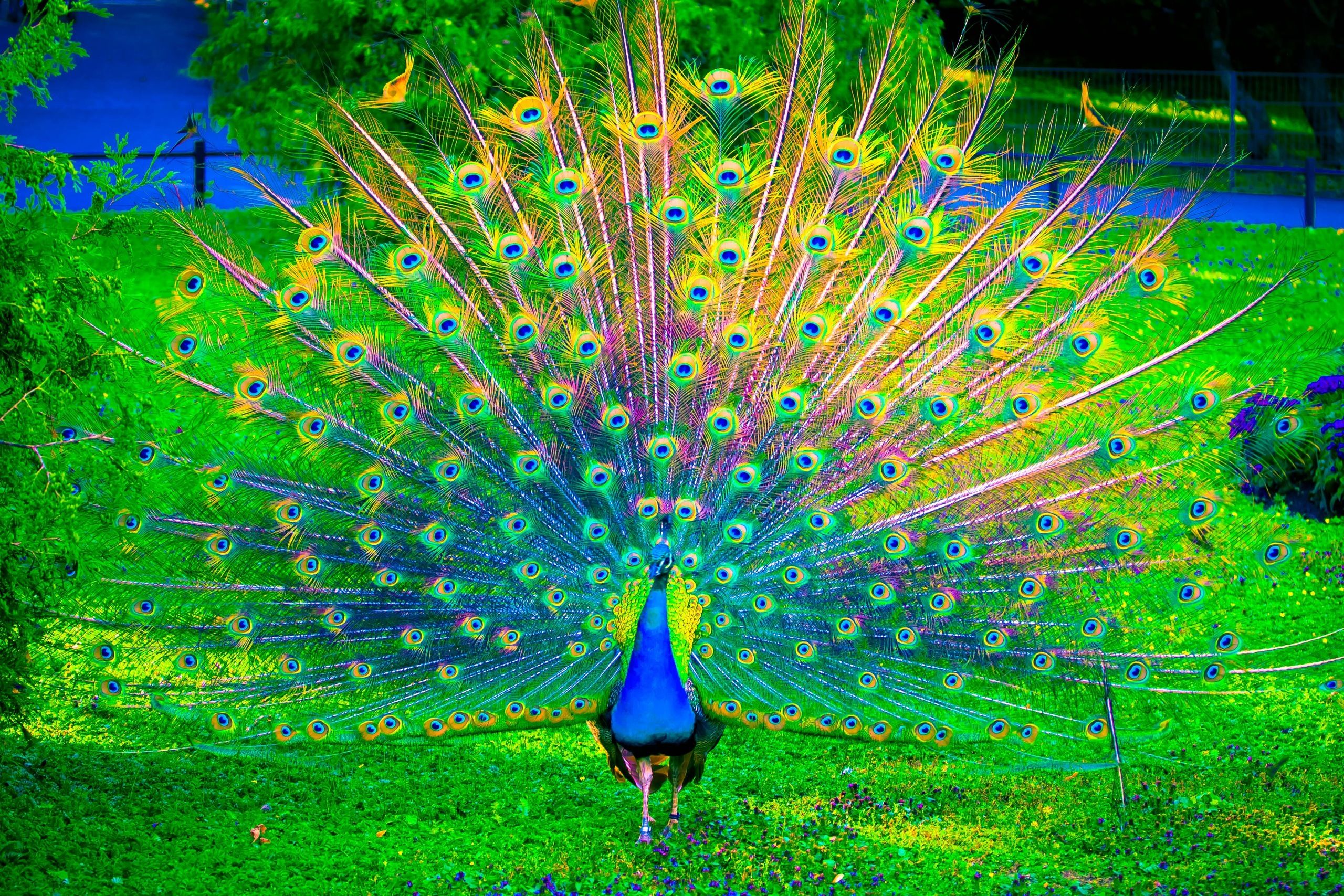 Peacock Wallpapers