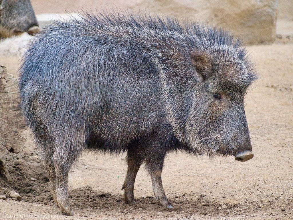 Peccaries Wallpapers