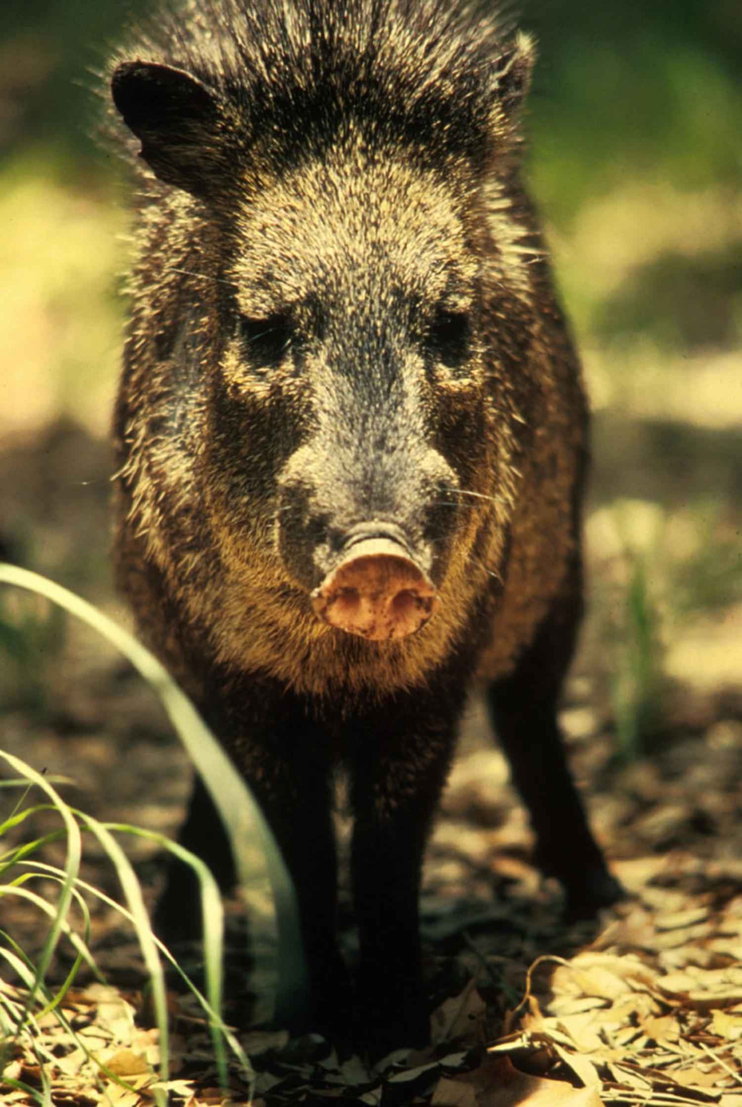 Peccaries Wallpapers