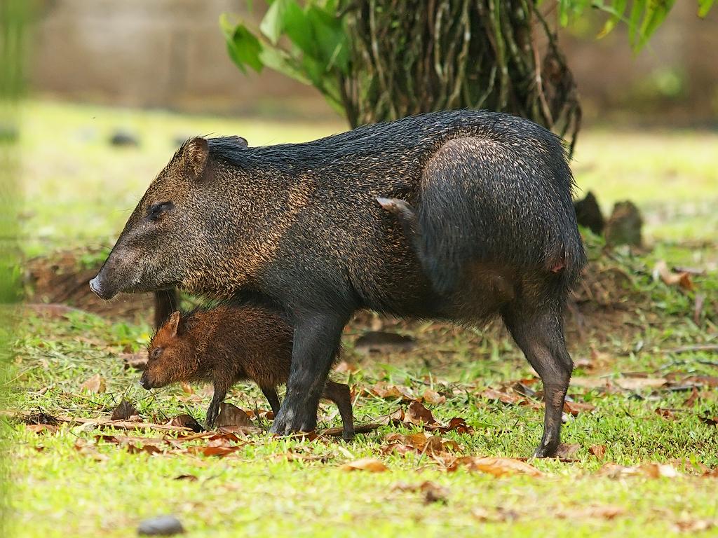 Peccaries Wallpapers