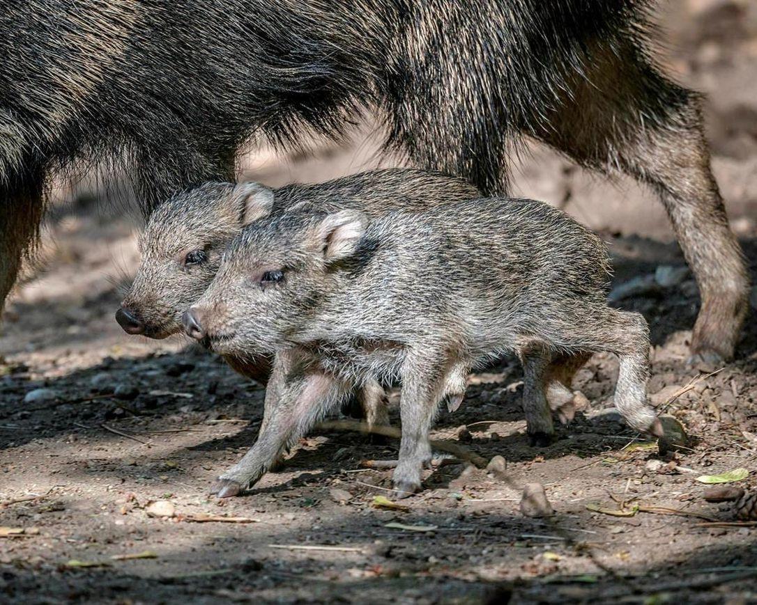 Peccaries Wallpapers