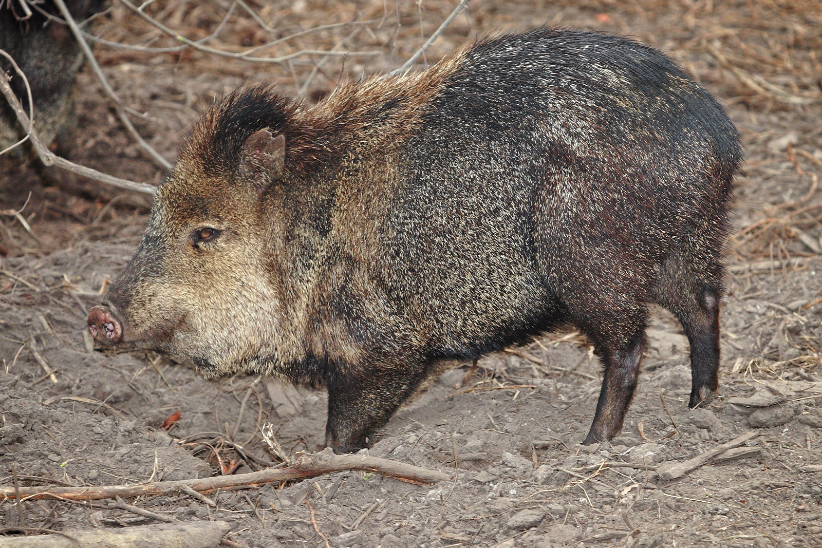 Peccaries Wallpapers