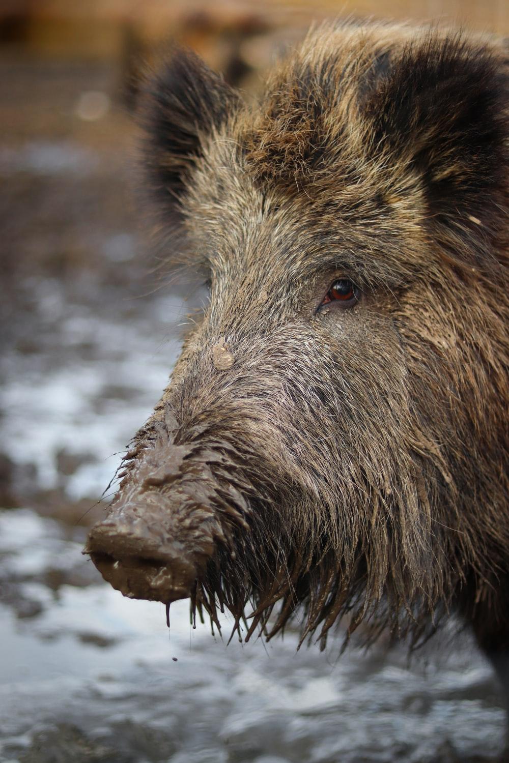 Peccaries Wallpapers