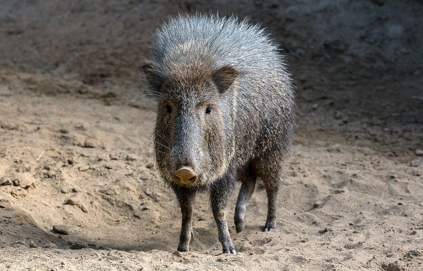 Peccaries Wallpapers