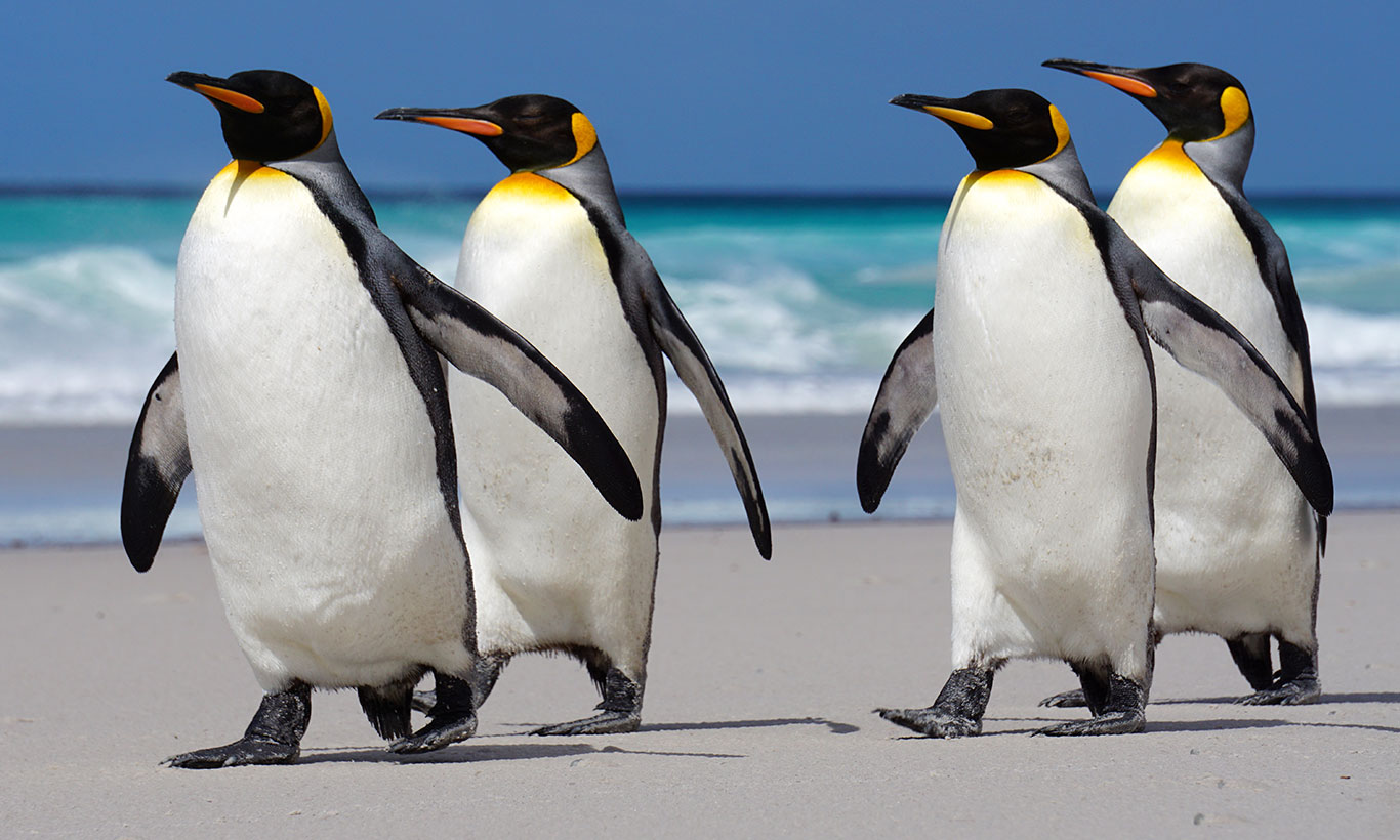 Penguin Wallpapers