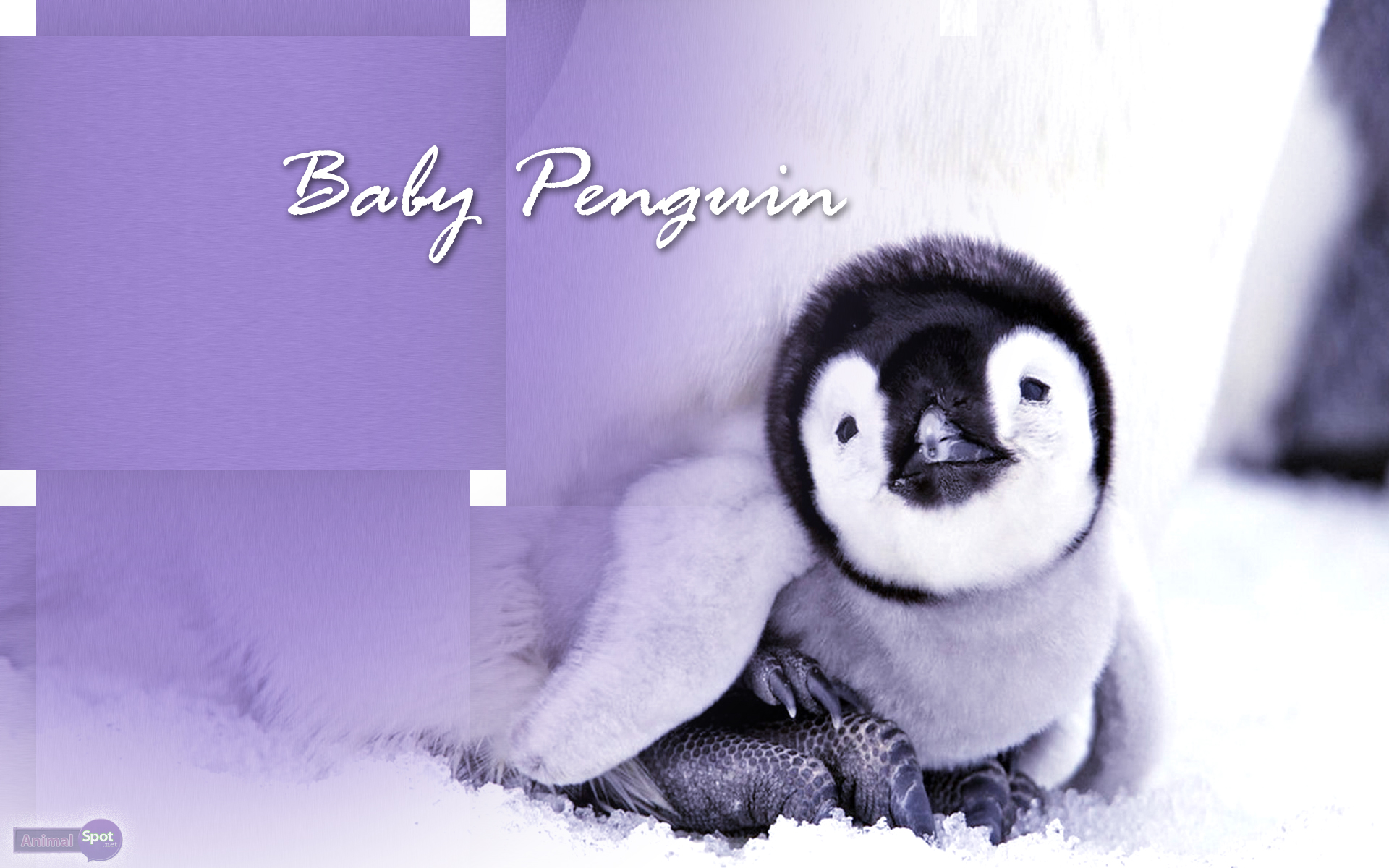 Penguin Wallpapers