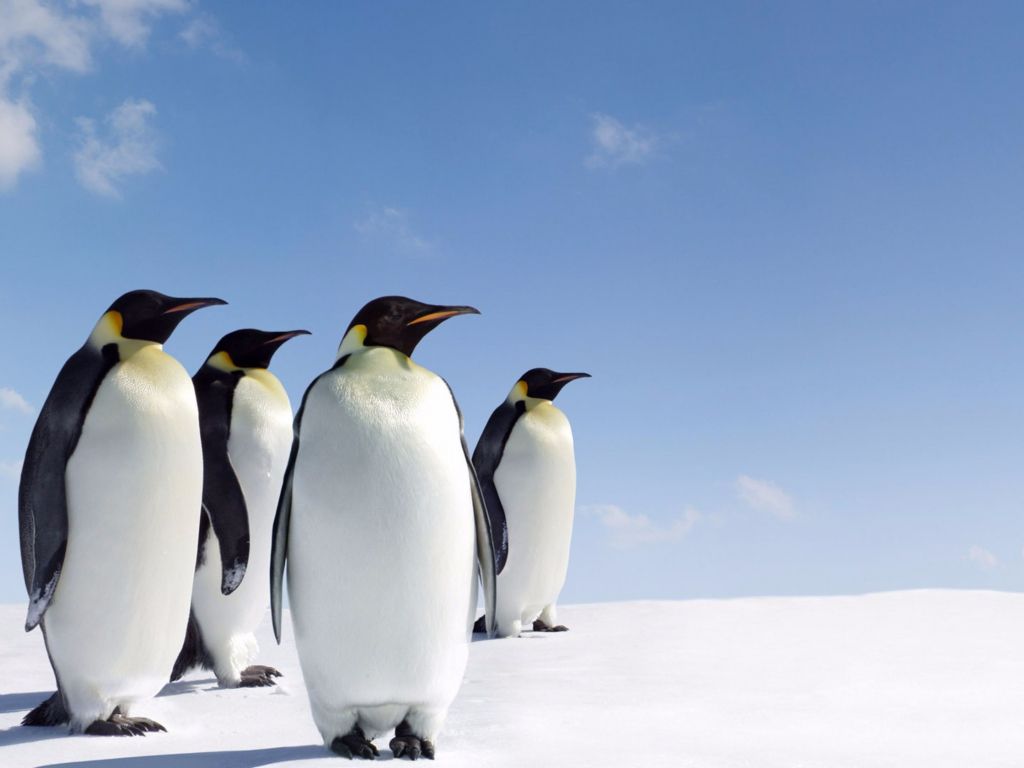 Penguin Wallpapers