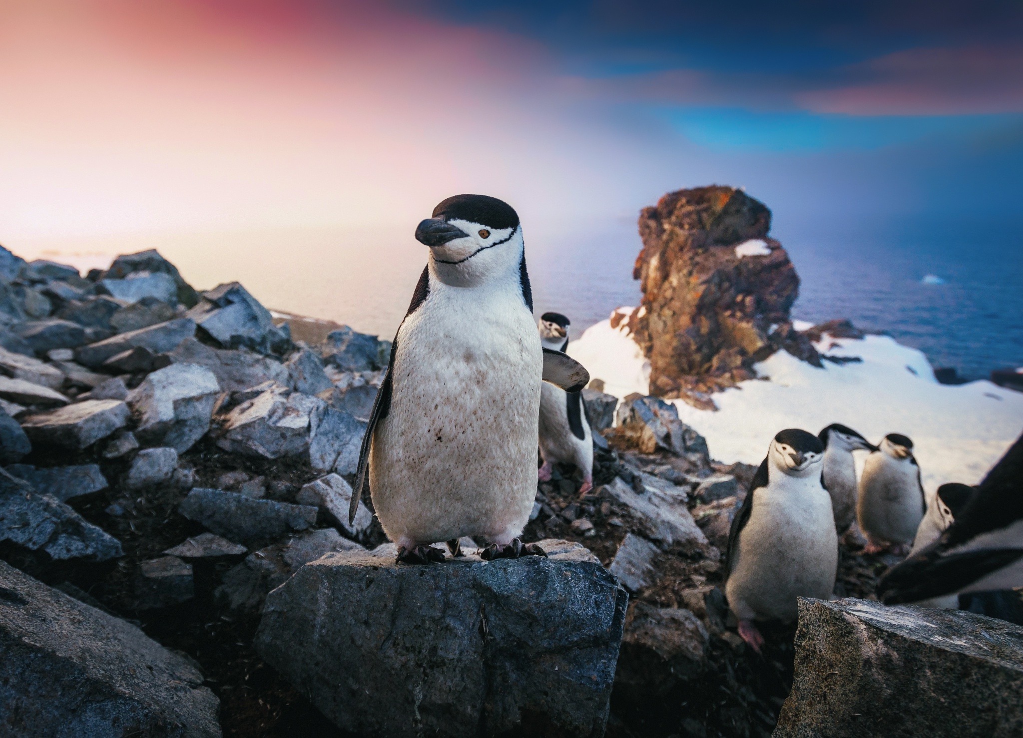 Penguin Wallpapers