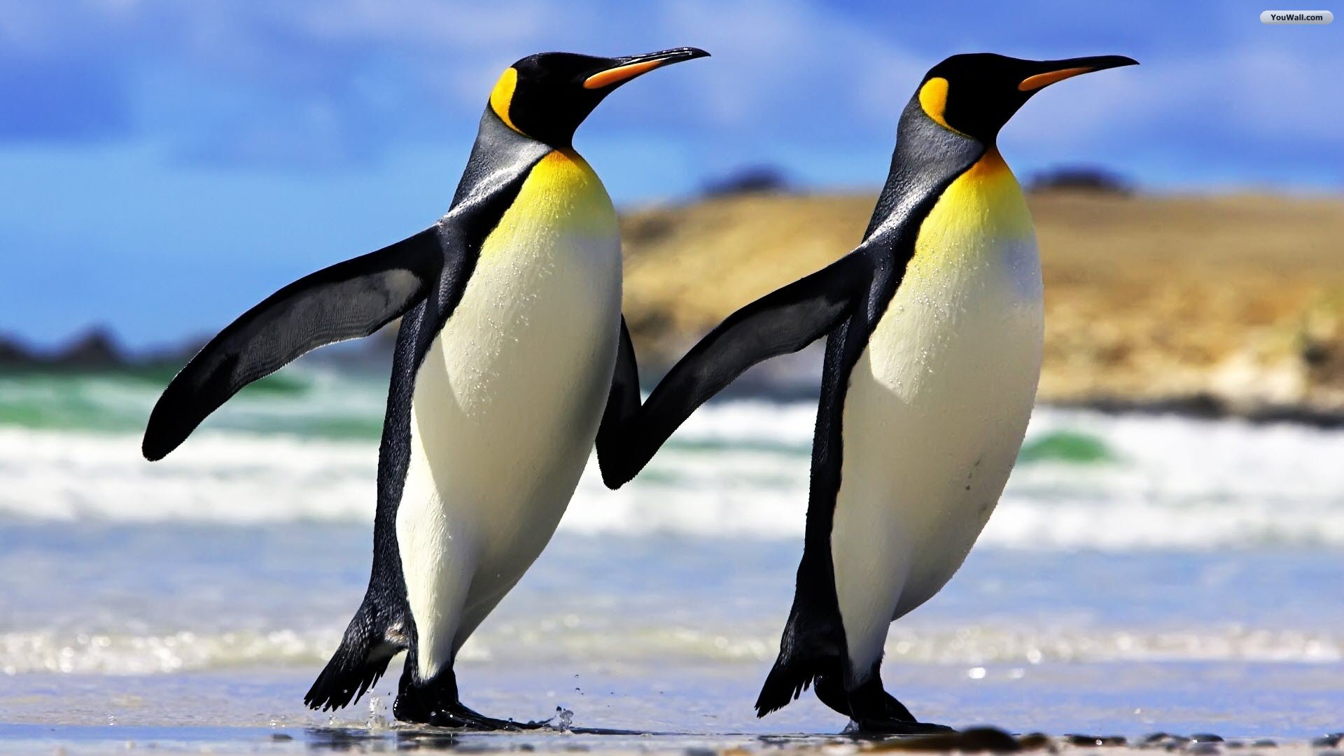 Penguin Wallpapers