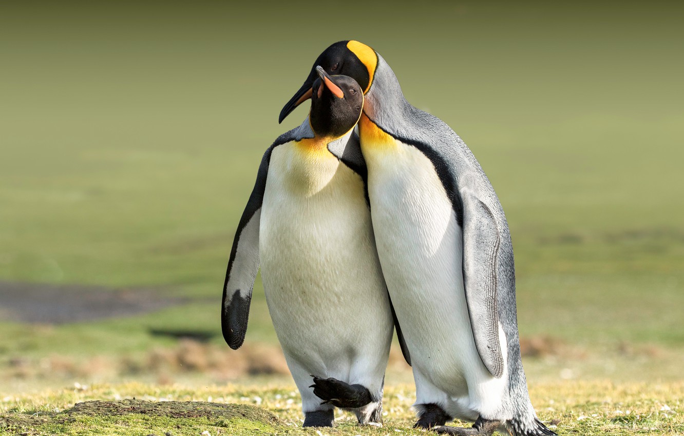 Penguin Wallpapers