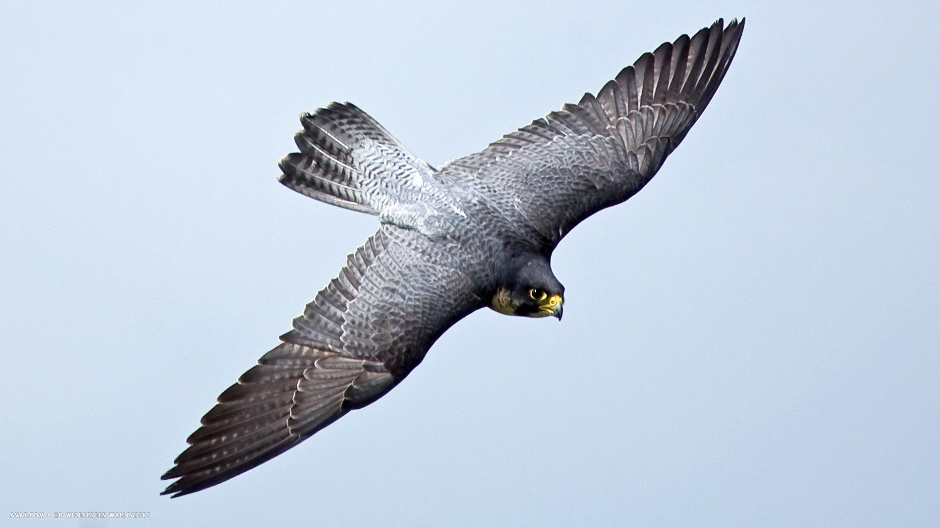 Peregrine Falcon Wallpapers