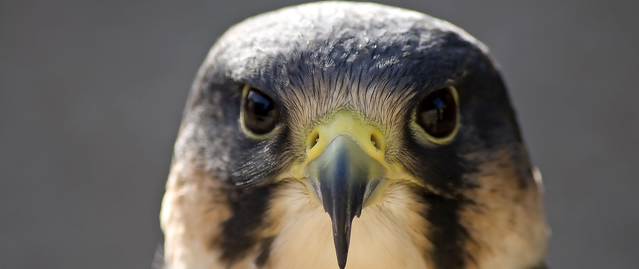 Peregrine Falcon Wallpapers