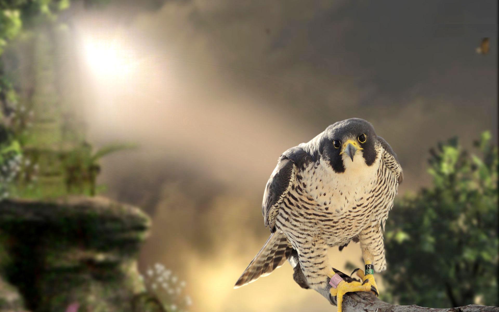 Peregrine Falcon Wallpapers