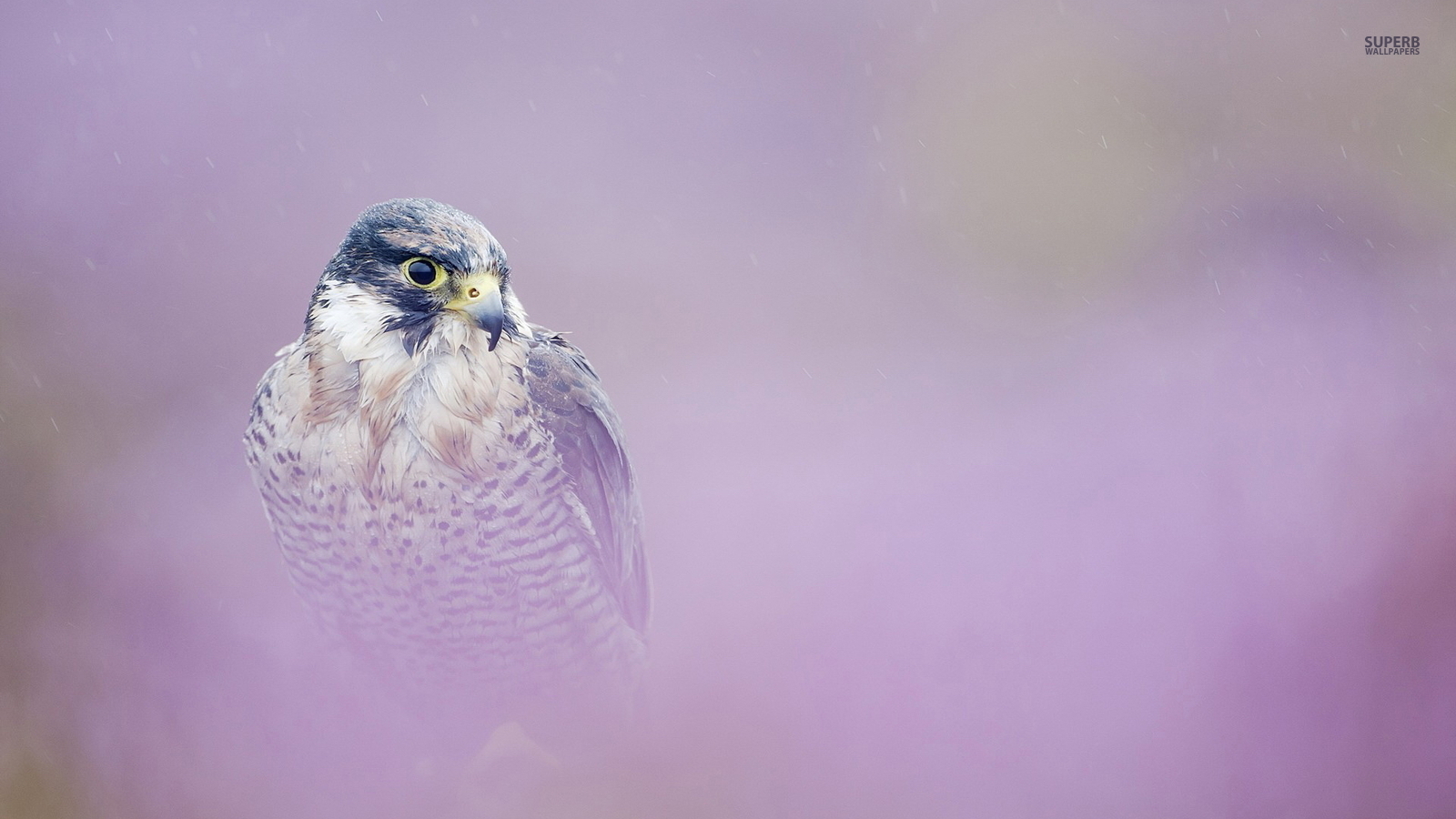 Peregrine Falcon Wallpapers