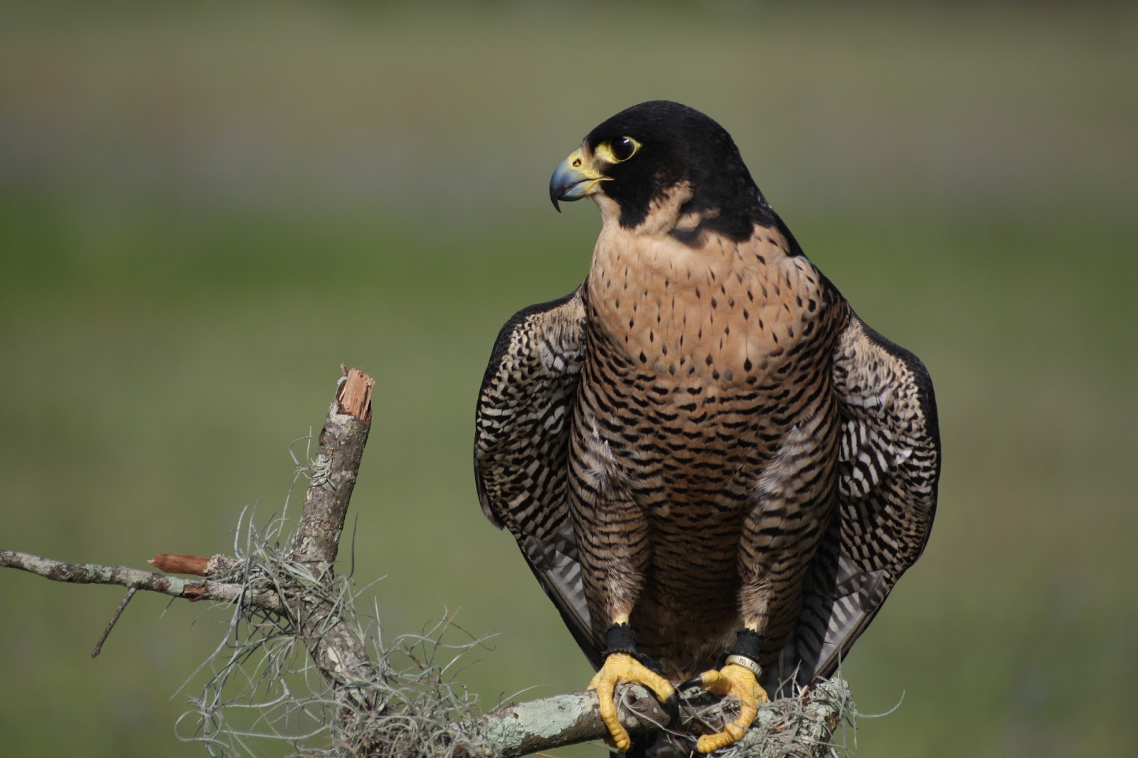 Peregrine Falcon Wallpapers