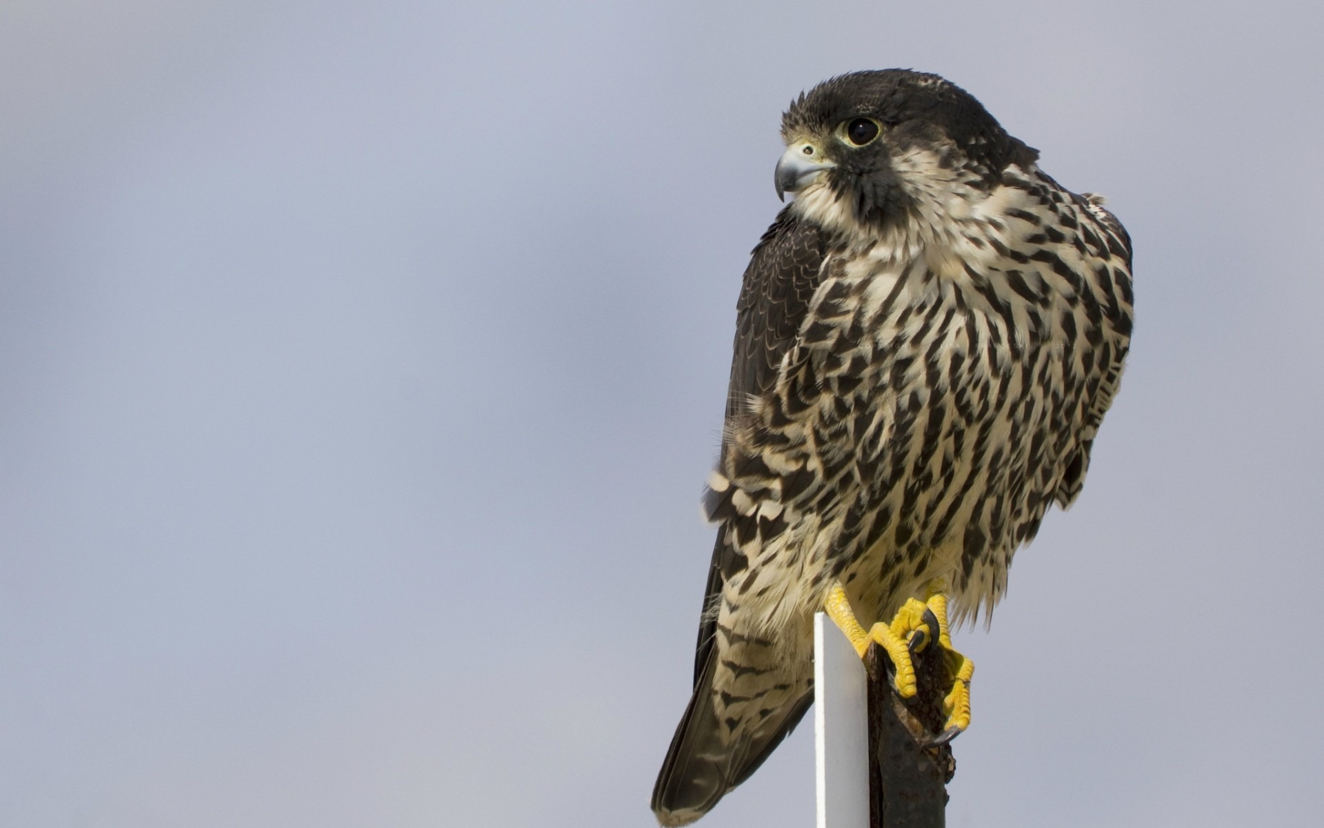 Peregrine Falcon Wallpapers