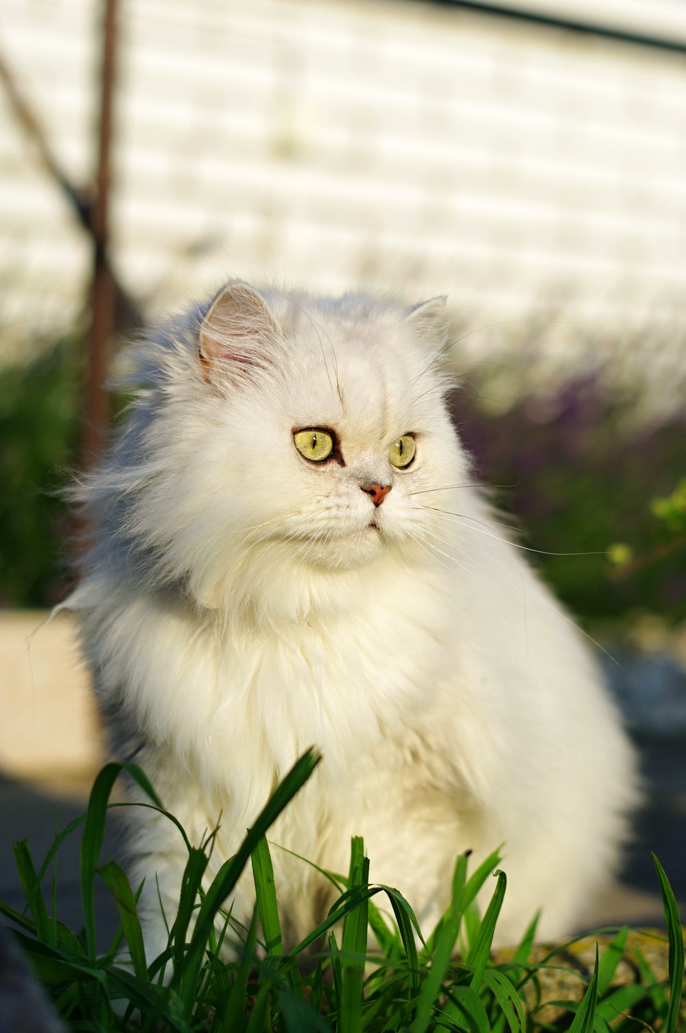 Persian Cat Wallpapers