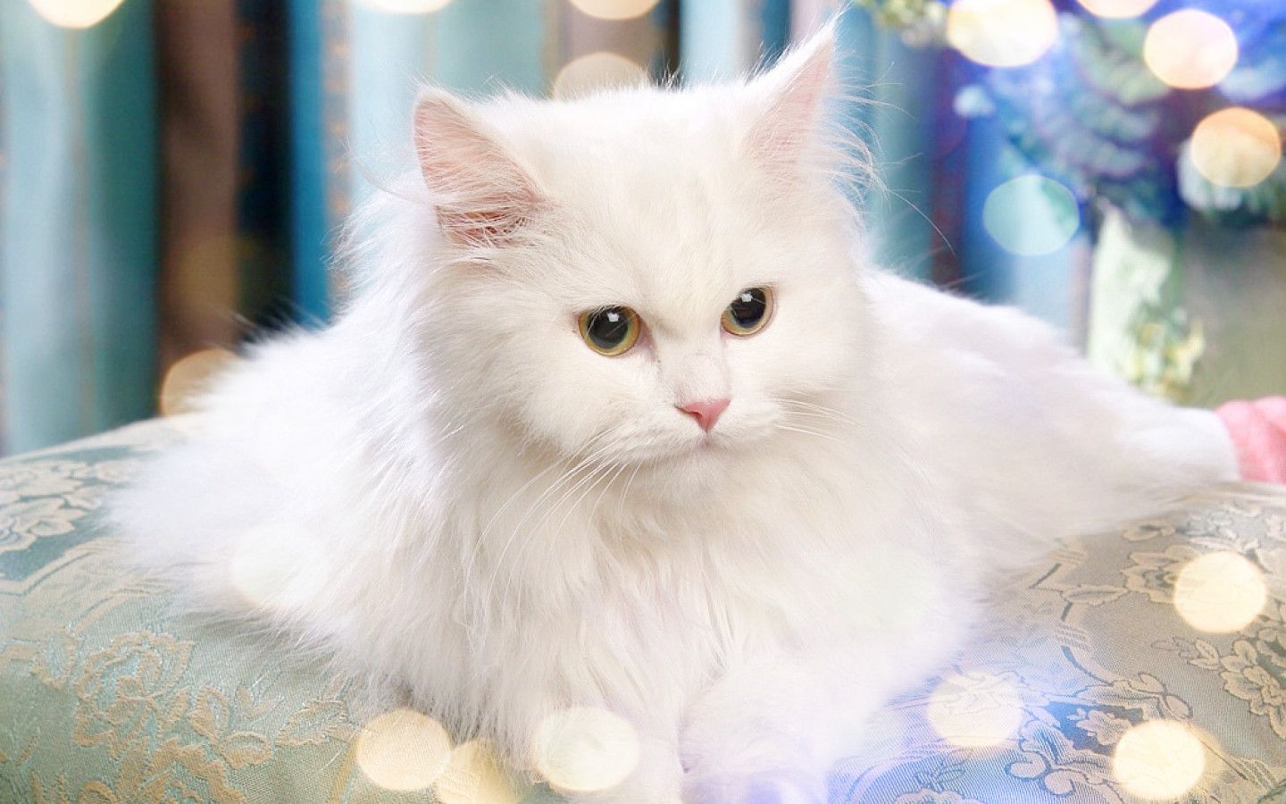 Persian Cat Wallpapers