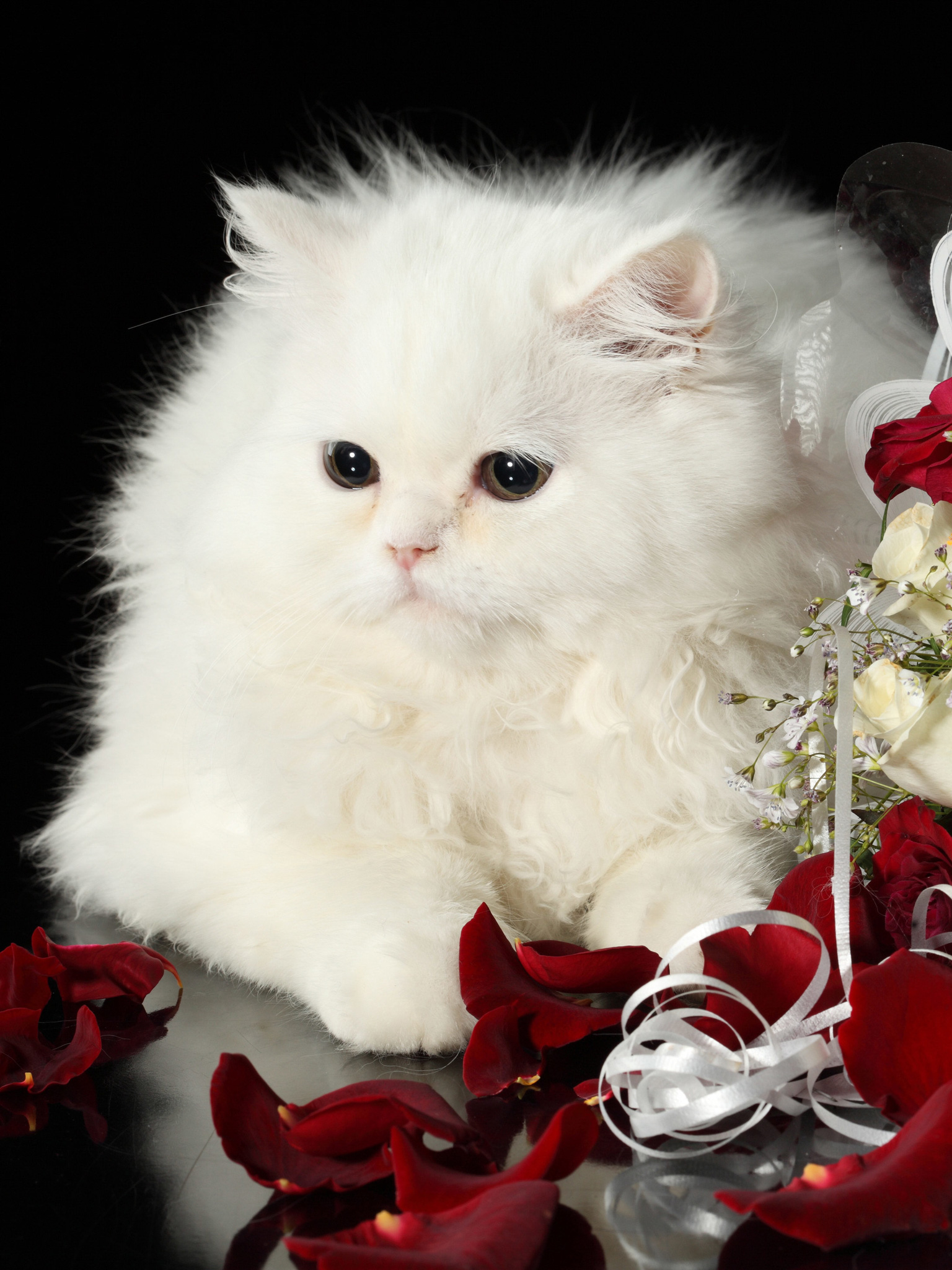 Persian Cat Wallpapers