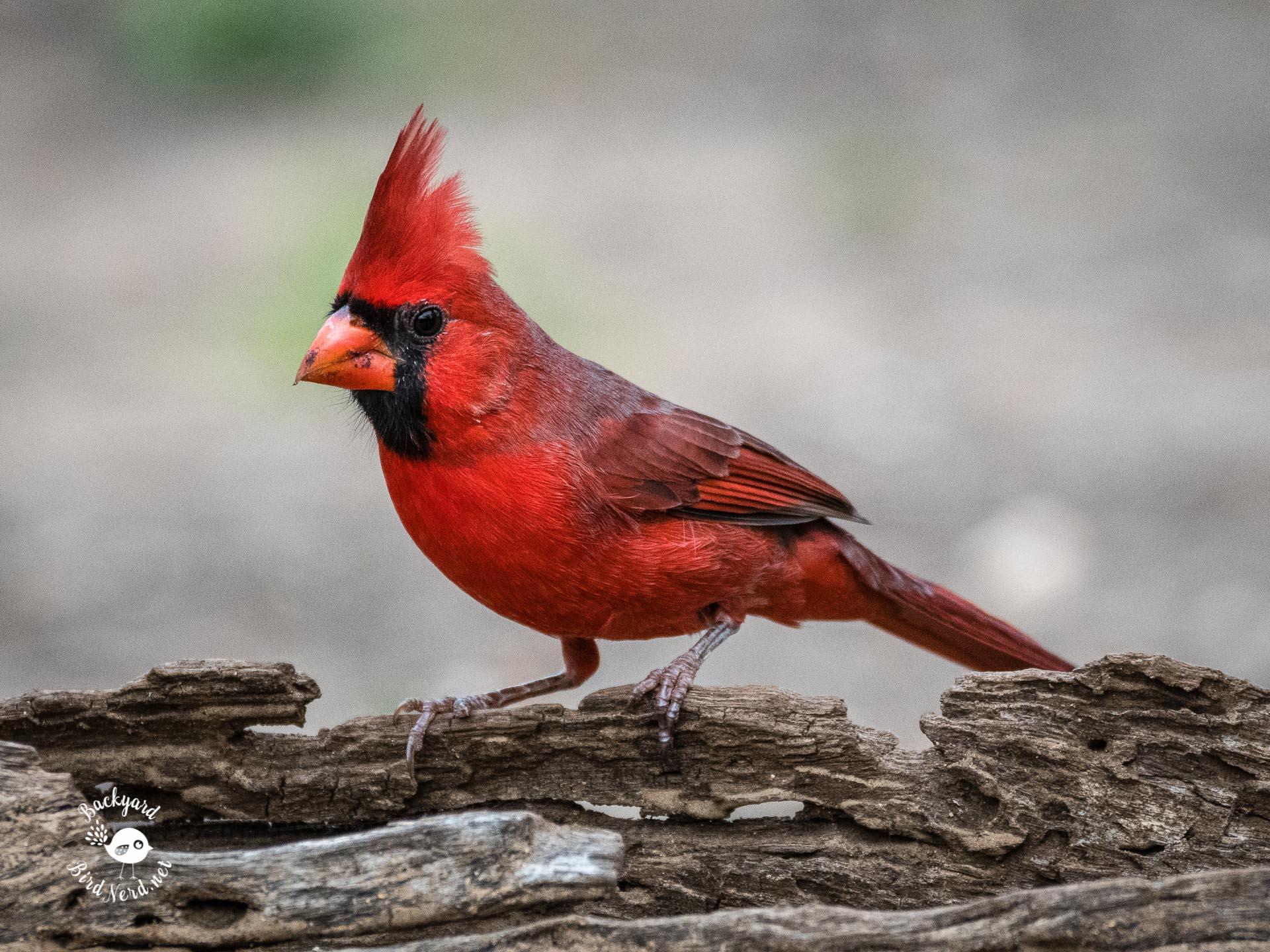 Pied Northern Cardinal Wallpapers