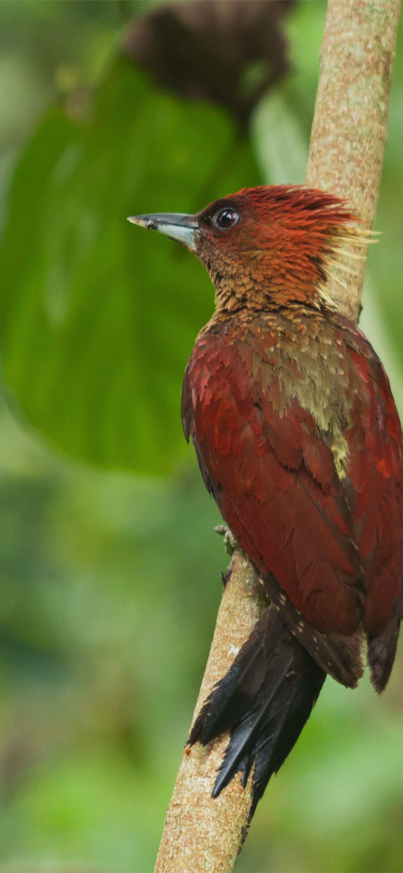 Pied Northern Cardinal Wallpapers