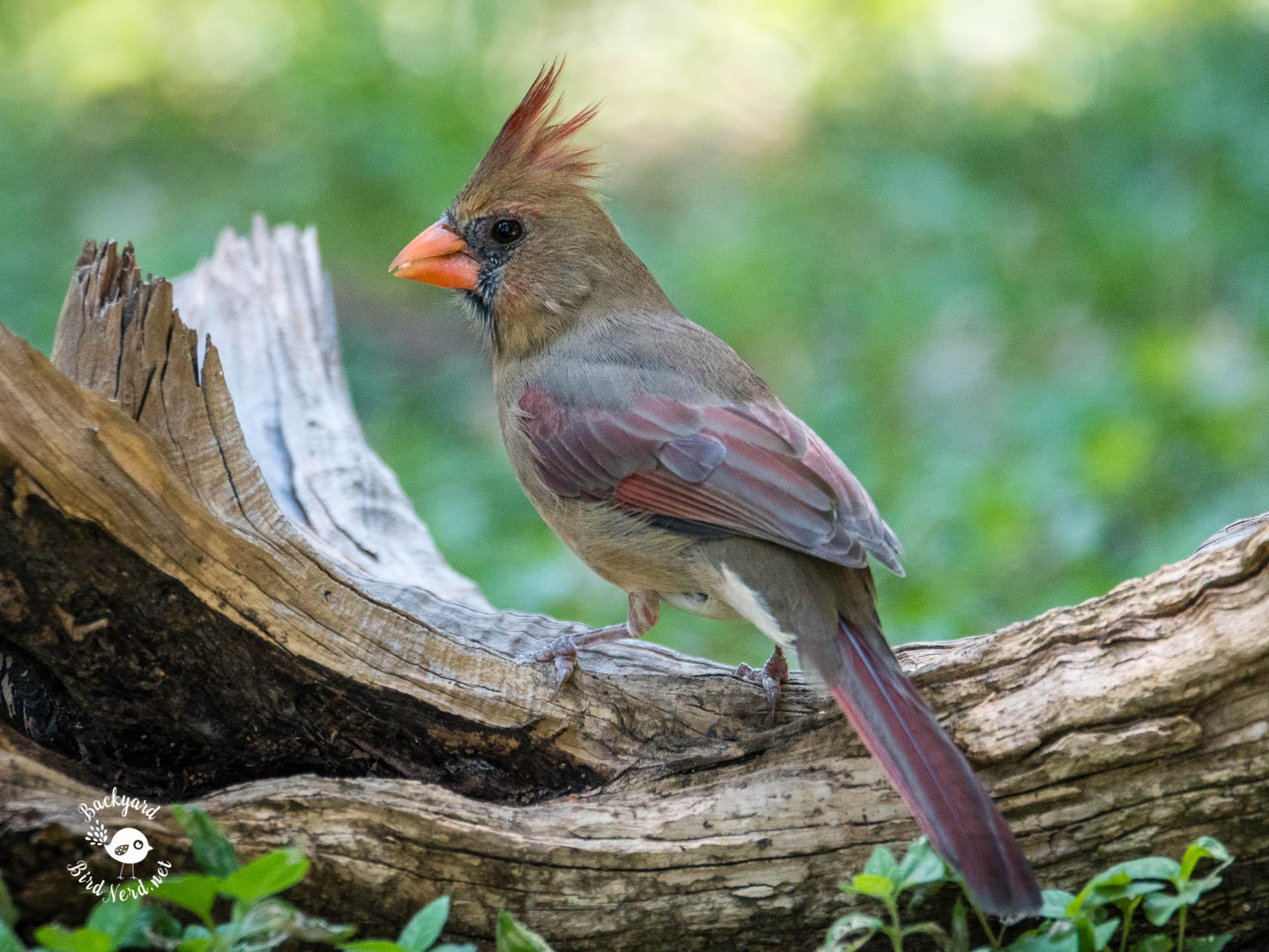 Pied Northern Cardinal Wallpapers