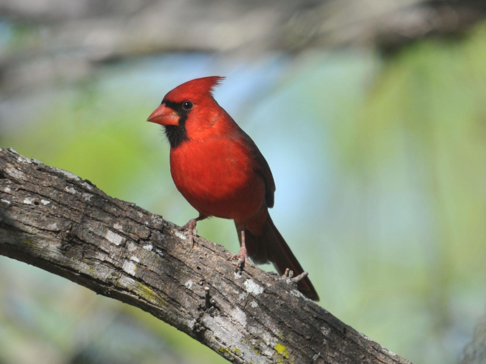 Pied Northern Cardinal Wallpapers