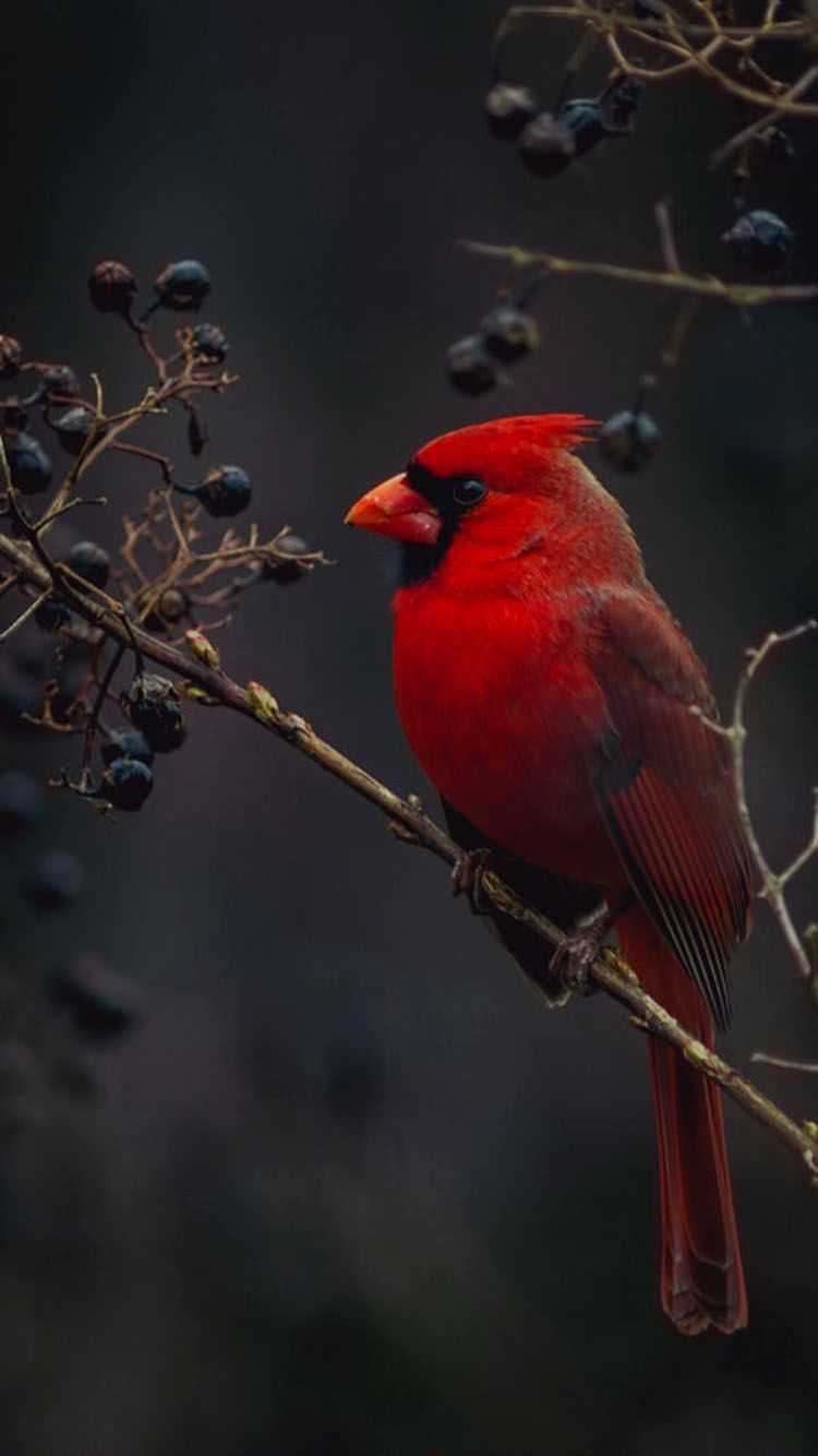 Pied Northern Cardinal Wallpapers